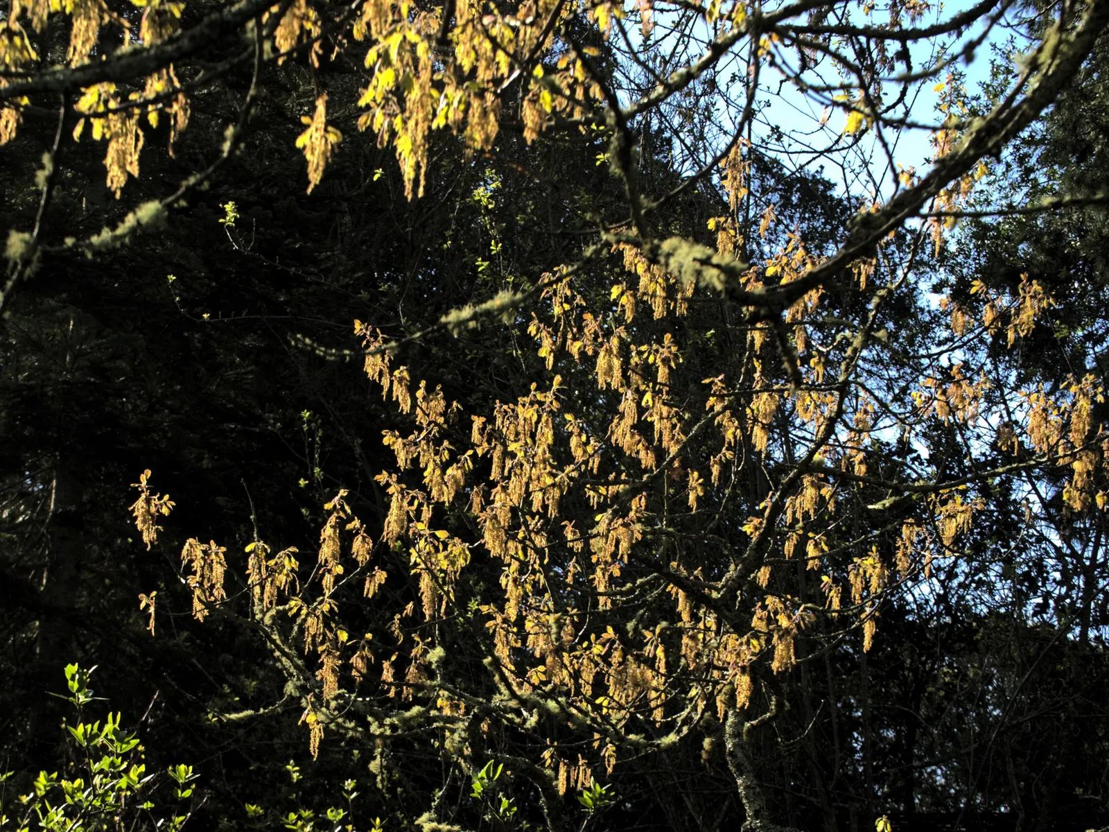 Desert Oak (Acacia Coriaceae) — Hardy and low-maintenance, it attracts pollinators while offering shade