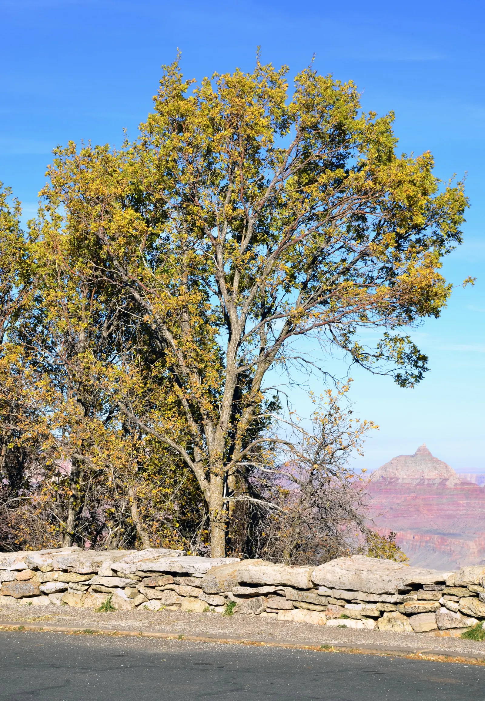 Desert Oak (Acacia Coriaceae) — is an intriguing specimen for any landscape design aiming to encapsulate the arid beauty of a desert habitat
