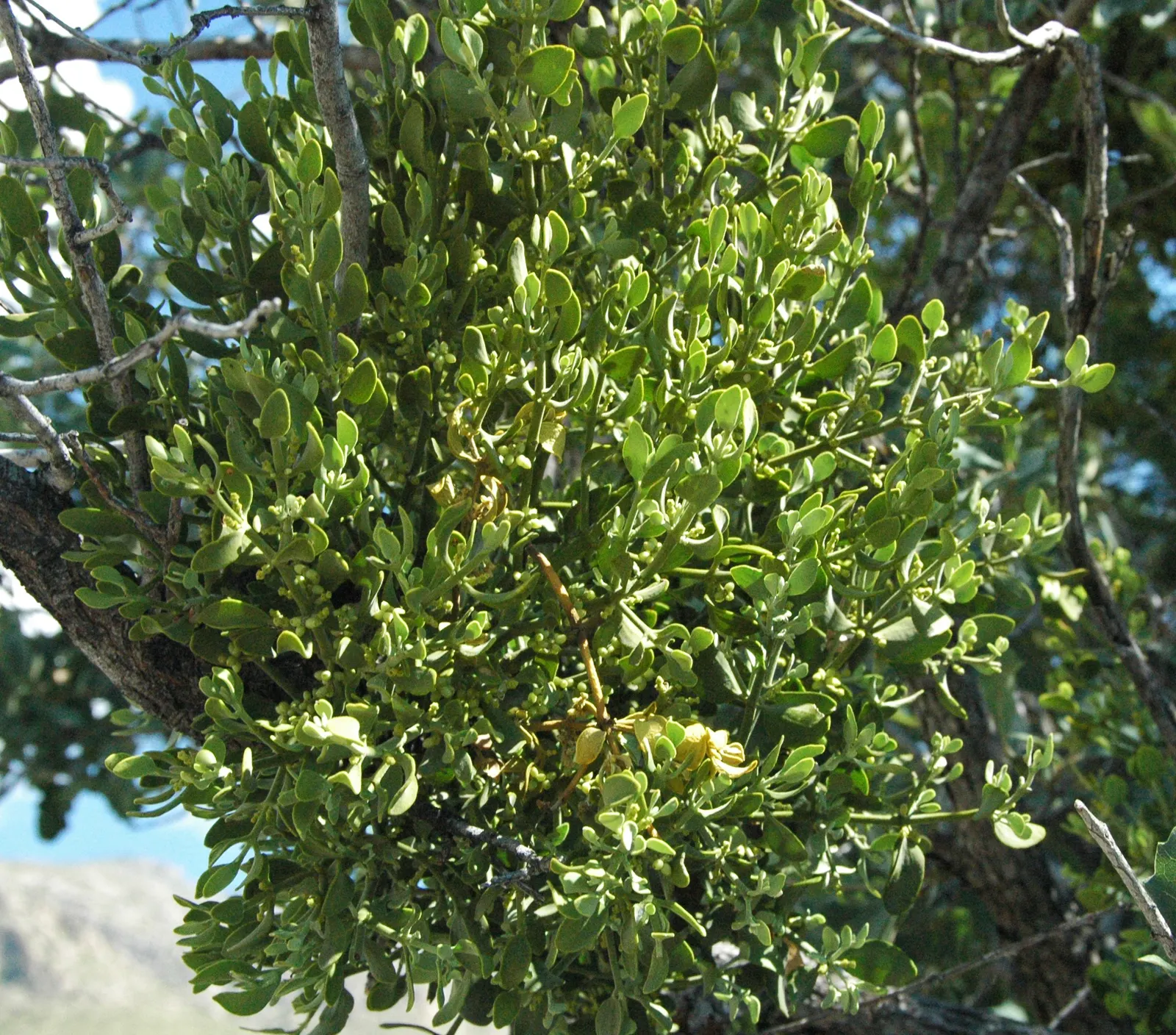 Desert Oak (Acacia Coriaceae) — fragrant flowers that generously speckle its branches