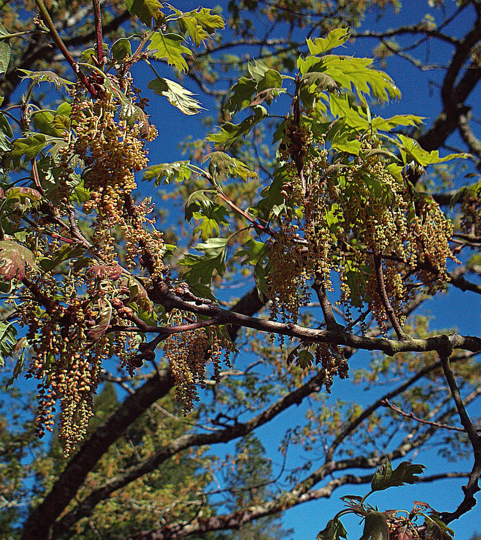 Desert Oak (Acacia Coriaceae) — it offers stunning contrast in xeriscapes