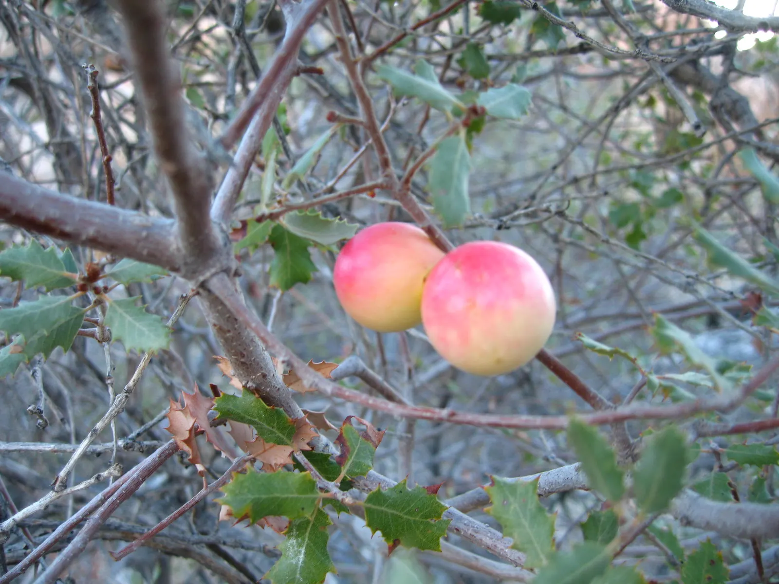 Desert Oak (Acacia Coriaceae) — making it a sustainable choice for water-conscious designs