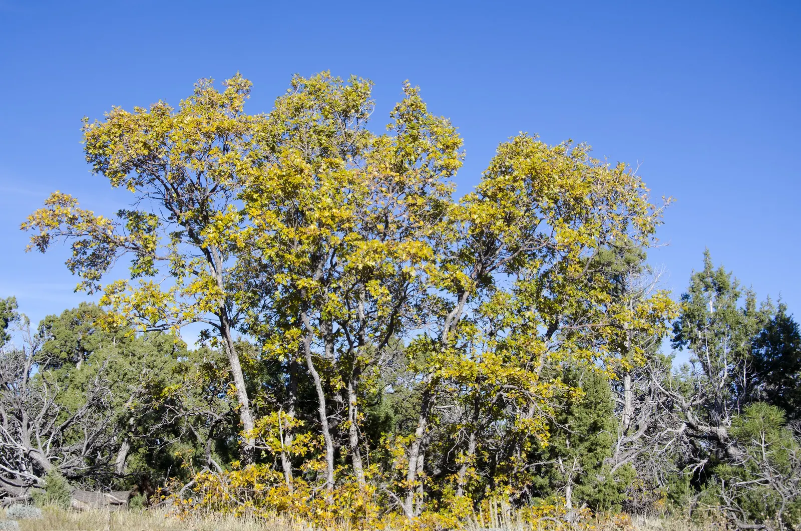 Desert Oak (Acacia Coriaceae) — Preferable in well-drained soils