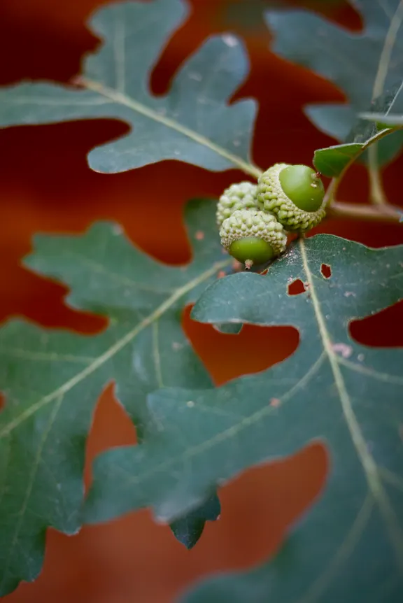 Desert Oak (Acacia Coriaceae) — it requires minimal water once established