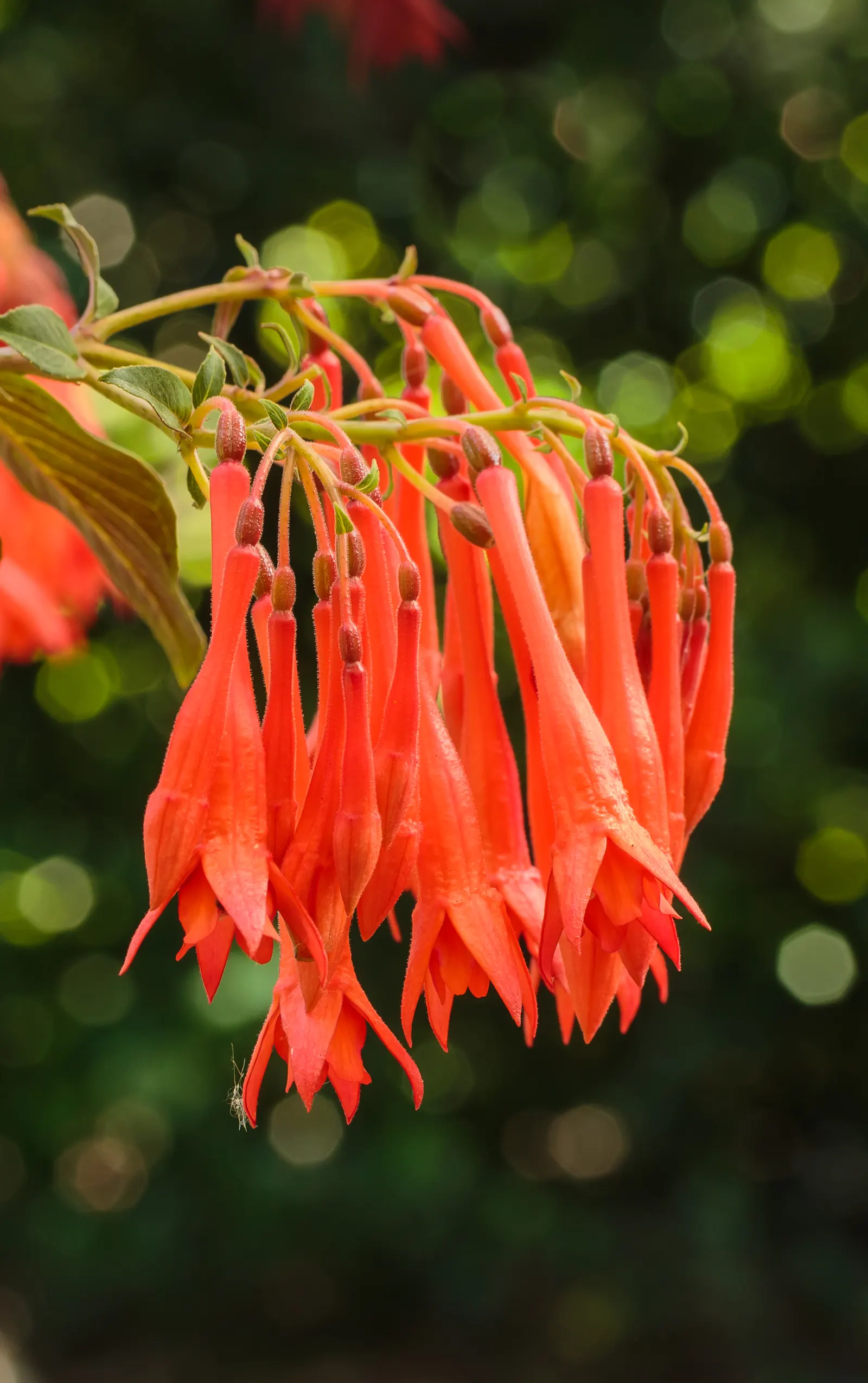 Gartenmeister Bonstedt Fuchsia (Fuchsia Tri. 'Gartenmeister Bonstedt') — reddish-orange flowers that dangle elegantly from softly cascading branches