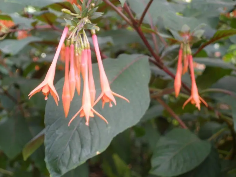 Gartenmeister Bonstedt Fuchsia (Fuchsia Tri. 'Gartenmeister Bonstedt') — deep green foliage with a subtle bronze hue.<br><br>Thriving in USDA hardiness zones 9