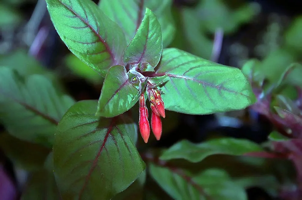 Gartenmeister Bonstedt Fuchsia (Fuchsia Tri. 'Gartenmeister Bonstedt') — typically about 2 inches long