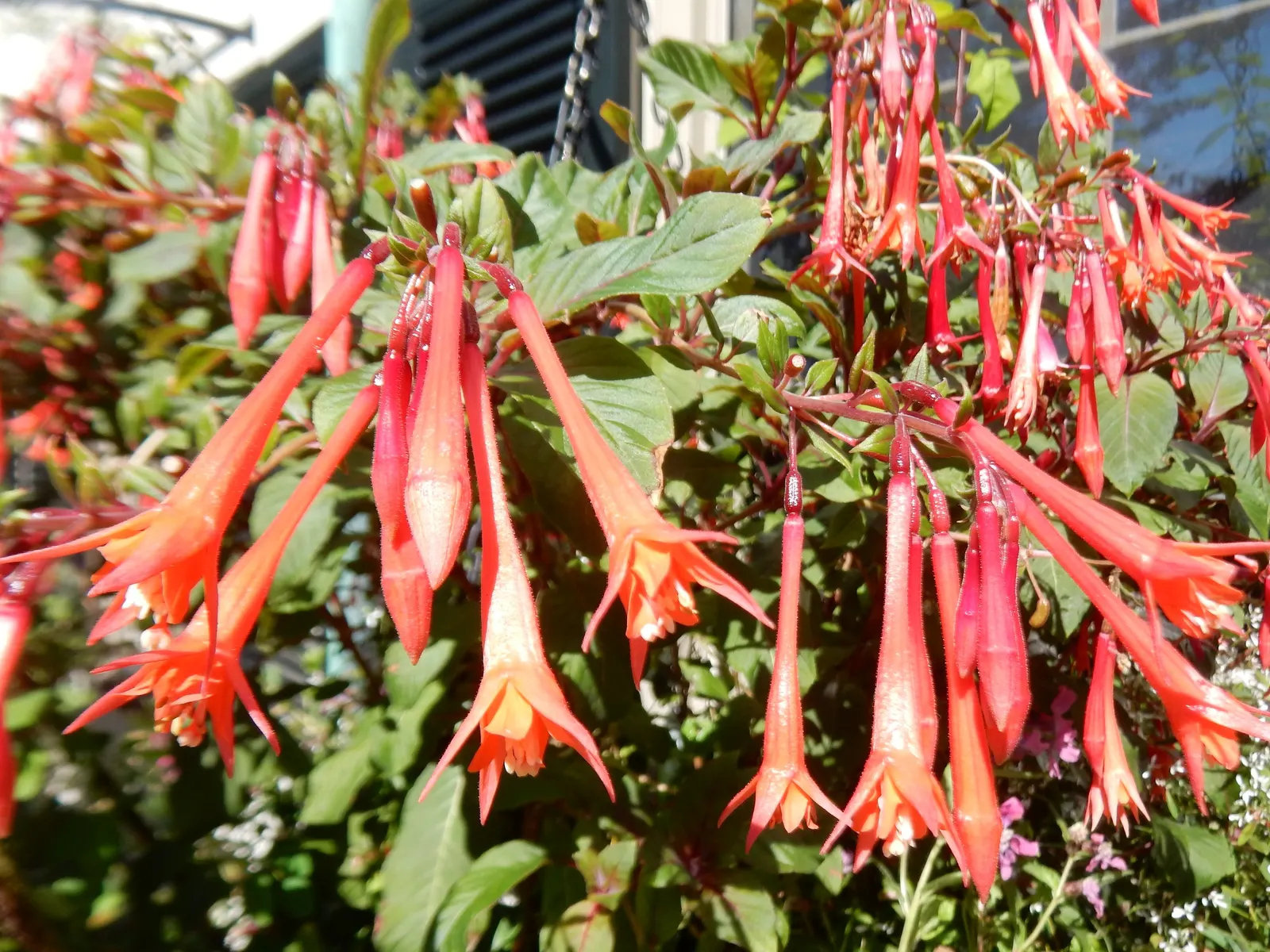 Gartenmeister Bonstedt Fuchsia (Fuchsia Tri. 'Gartenmeister Bonstedt') — bringing hummingbirds to the garden