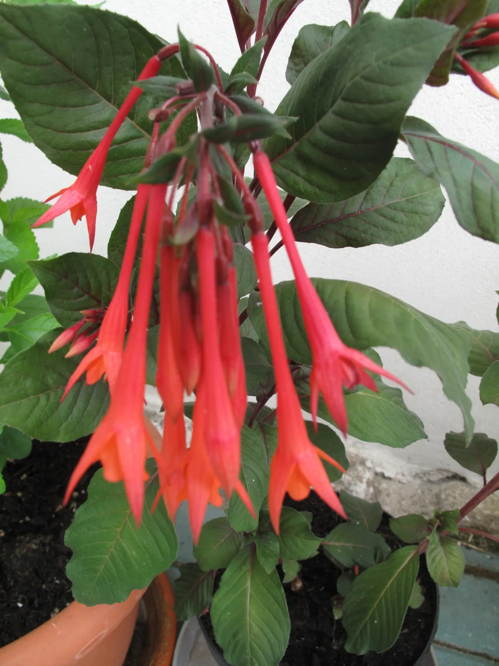 Gartenmeister Bonstedt Fuchsia (Fuchsia Tri. 'Gartenmeister Bonstedt') — bushy perennial boasts a profusion of tubular