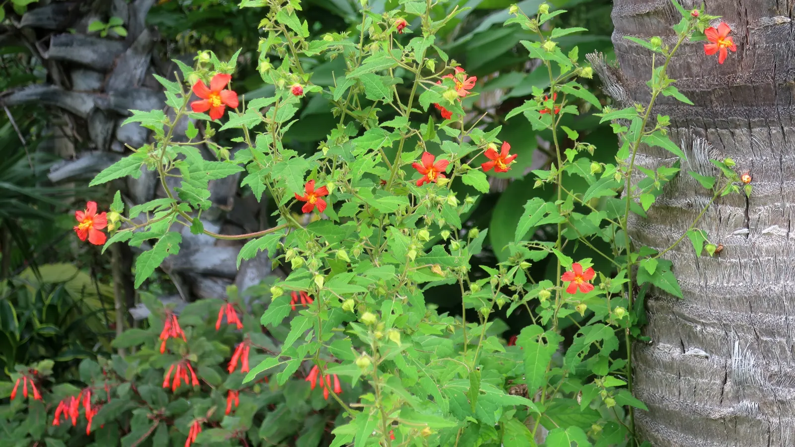 Gartenmeister Bonstedt Fuchsia (Fuchsia Tri. 'Gartenmeister Bonstedt') — gracing patios or shaded beds with continuous summer blooms