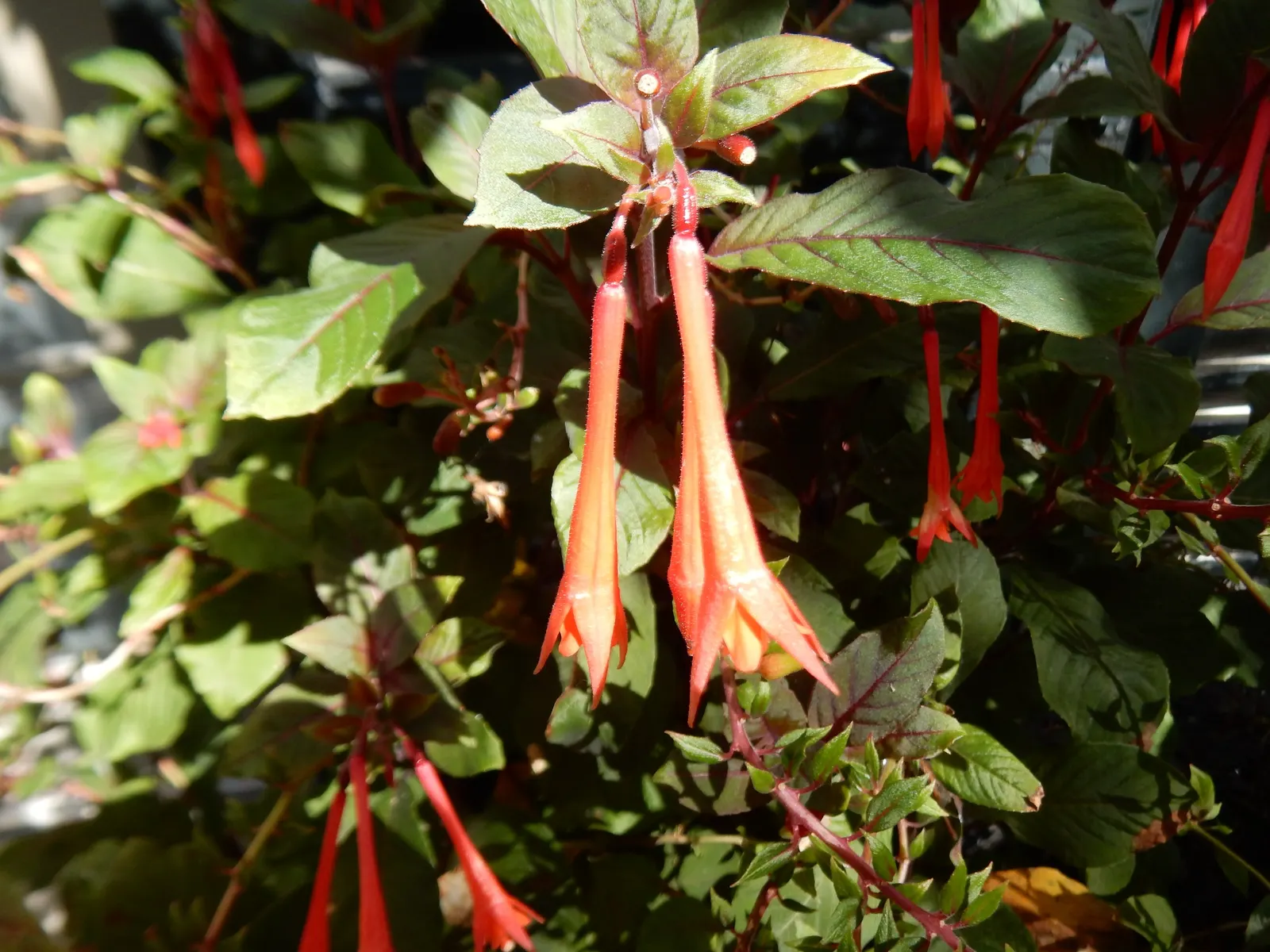 Gartenmeister Bonstedt Fuchsia (Fuchsia Tri. 'Gartenmeister Bonstedt') — Thriving in partial to full shade