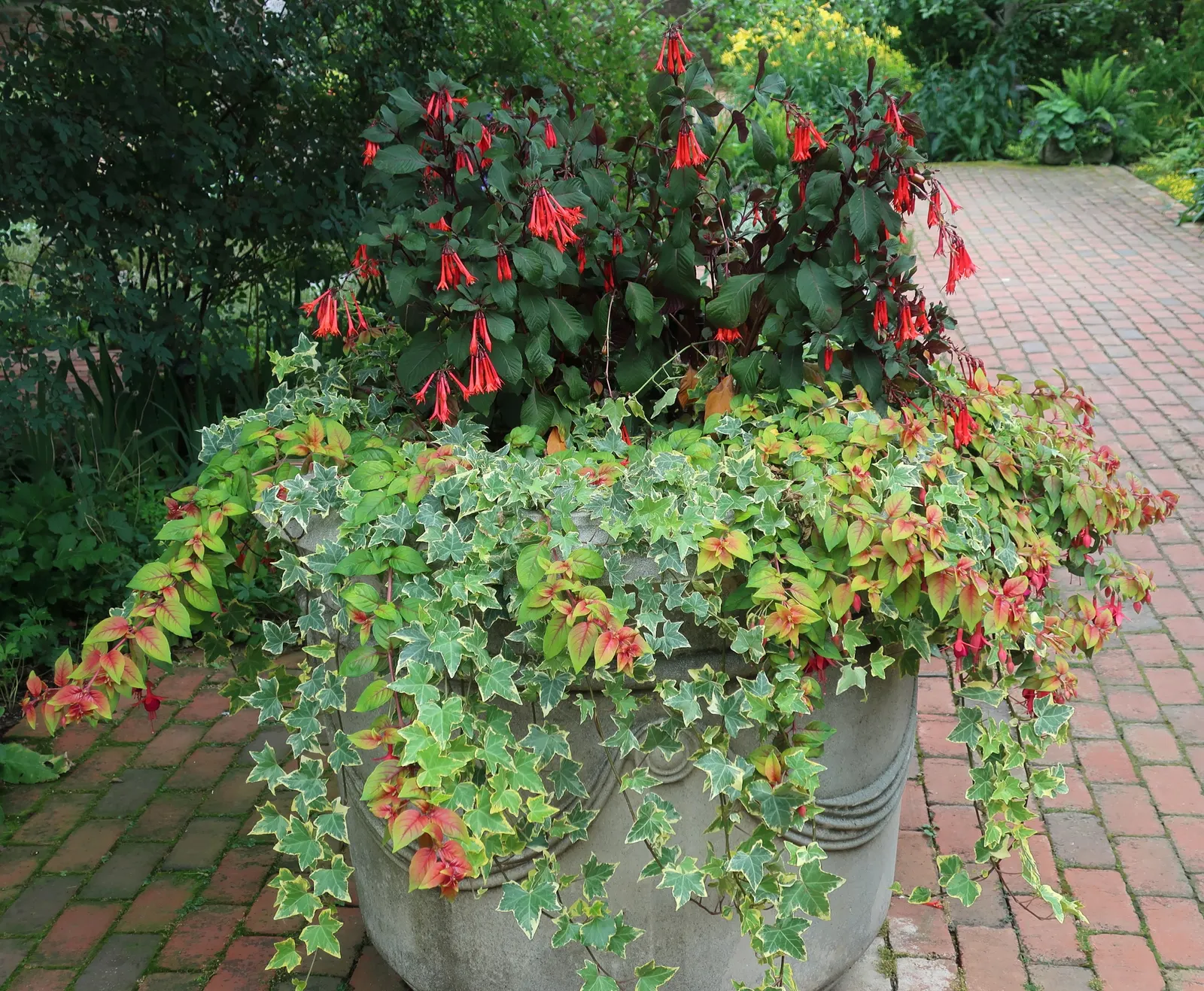 Gartenmeister Bonstedt Fuchsia (Fuchsia Tri. 'Gartenmeister Bonstedt') — reddish-orange flowers and deep green foliage