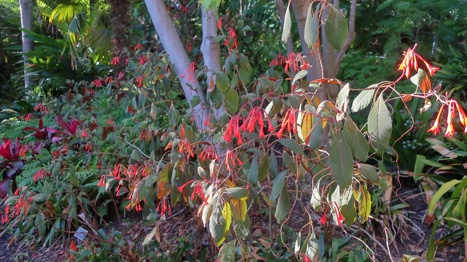 Gartenmeister Bonstedt Fuchsia (Fuchsia Tri. 'Gartenmeister Bonstedt') — it performs exceptionally in zones 10-11 or as a container plant elsewhere