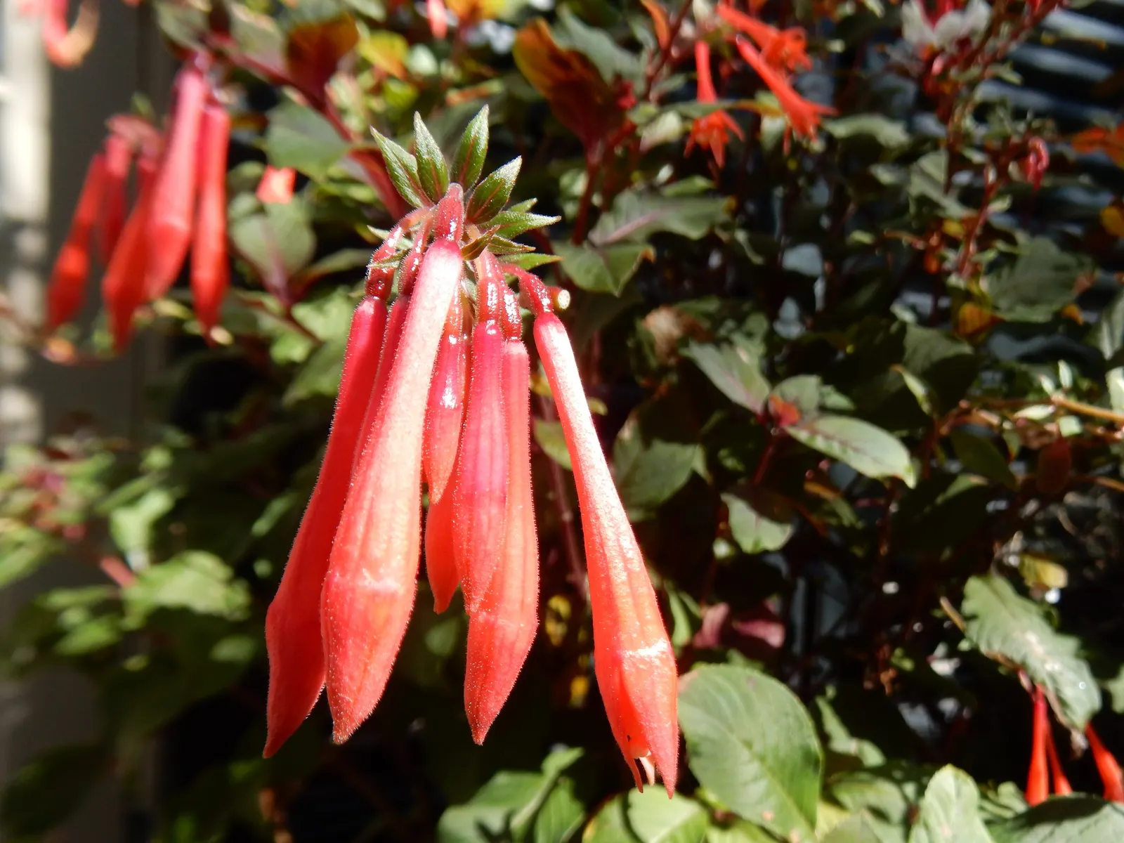 Gartenmeister Bonstedt Fuchsia (Fuchsia Tri. 'Gartenmeister Bonstedt') — it reaches up to 2 feet in height and spread