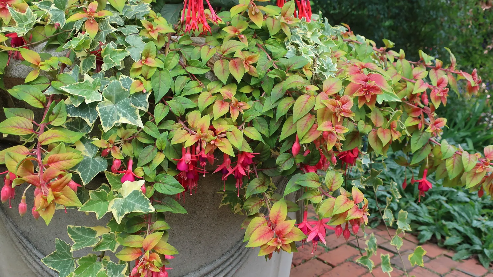 Gartenmeister Bonstedt Fuchsia (Fuchsia Tri. 'Gartenmeister Bonstedt') — Preferring well-draining soil