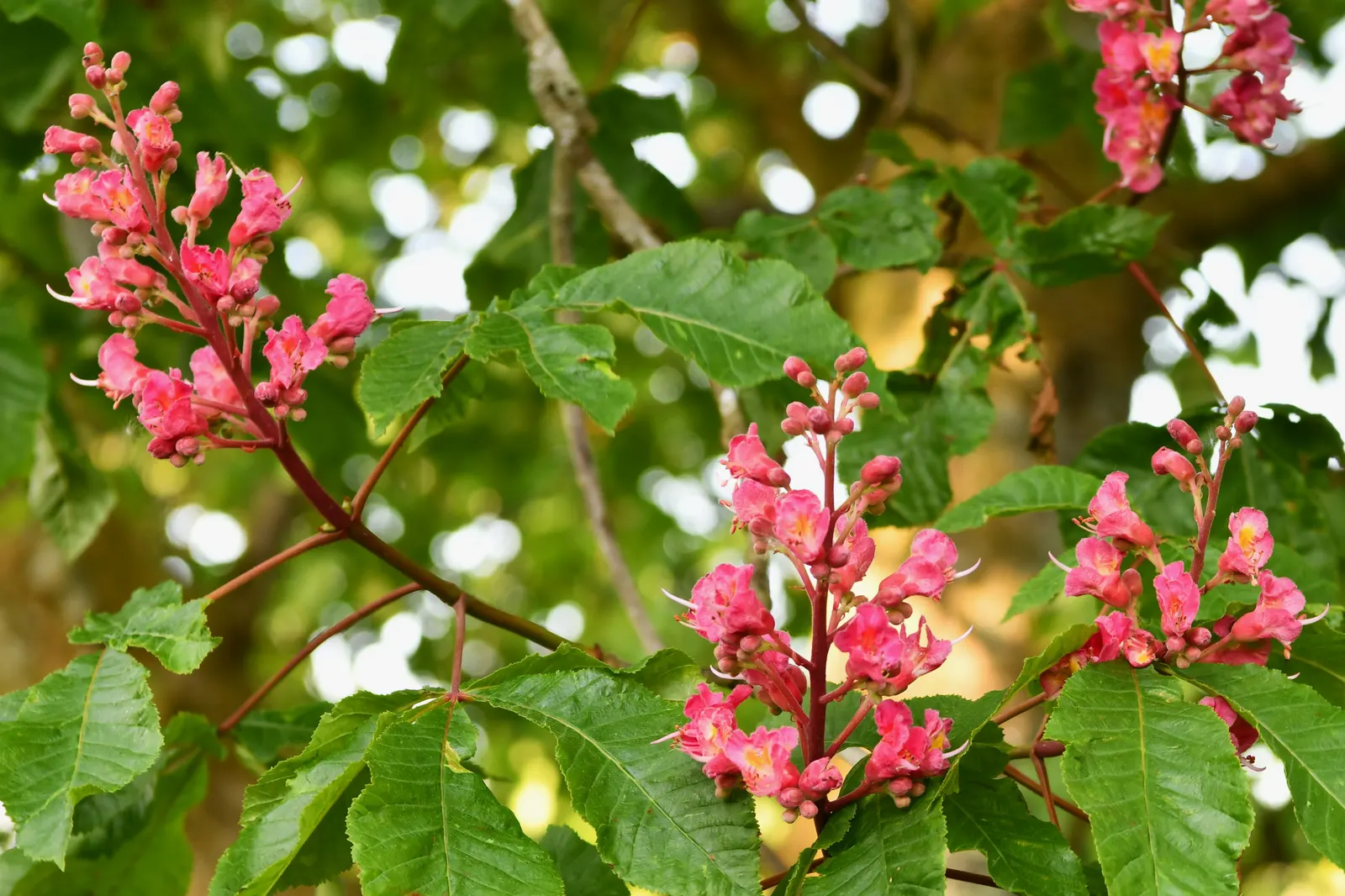 Red Buckeye (Aesculus Pavia) — The species is well-known for its erect panicles of tubular red flowers