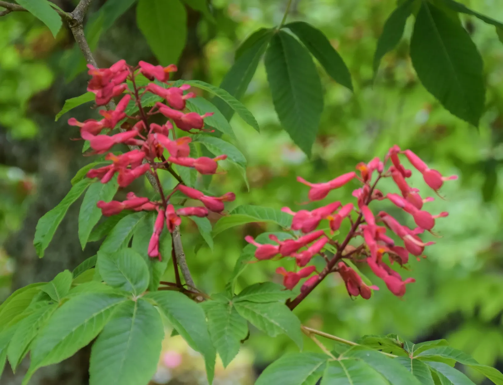 Red Buckeye (Aesculus Pavia) — the Red Buckeye notably proffers lush