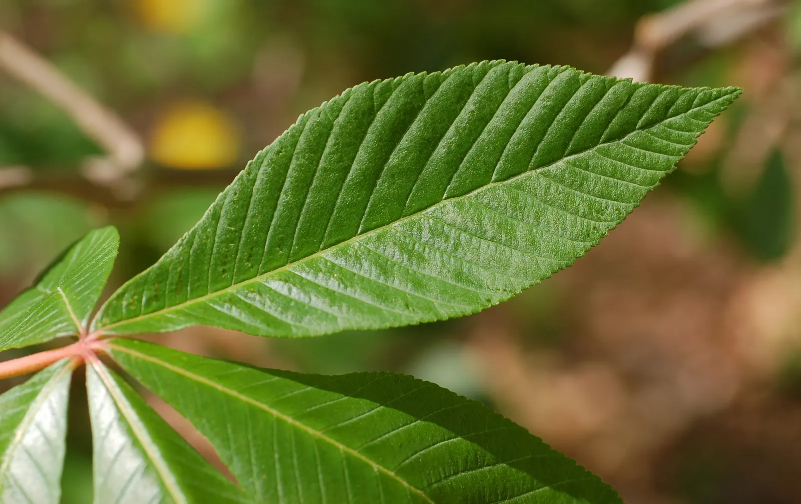 Red Buckeye (Aesculus Pavia) — each with 5 to 7 leaflets