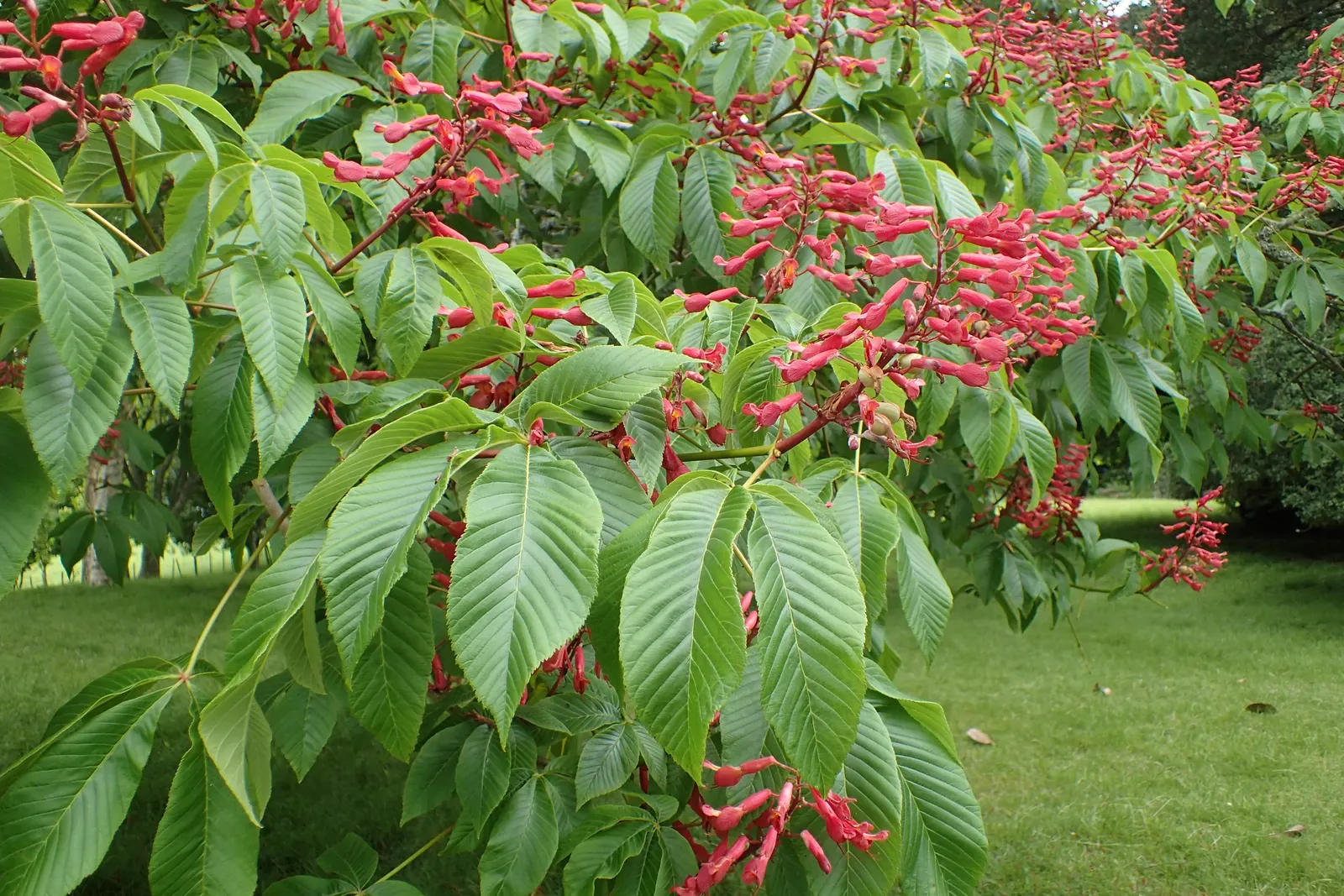 Red Buckeye (Aesculus Pavia) — irregularly shaped canopy with a moderate growth rate.<br><br>Featuring palmately compound leaves