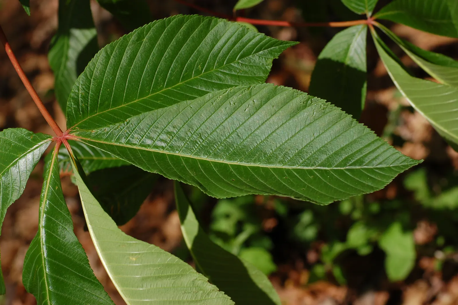 Red Buckeye (Aesculus Pavia) — and is characterized by a rounded