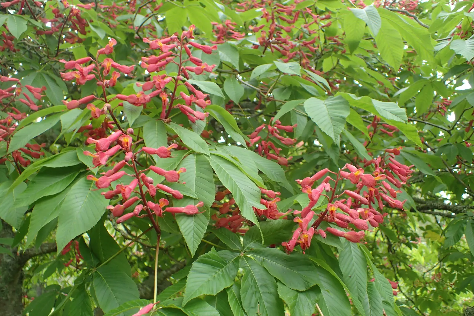 Red Buckeye (Aesculus Pavia) — is a deciduous understory shrub or small tree