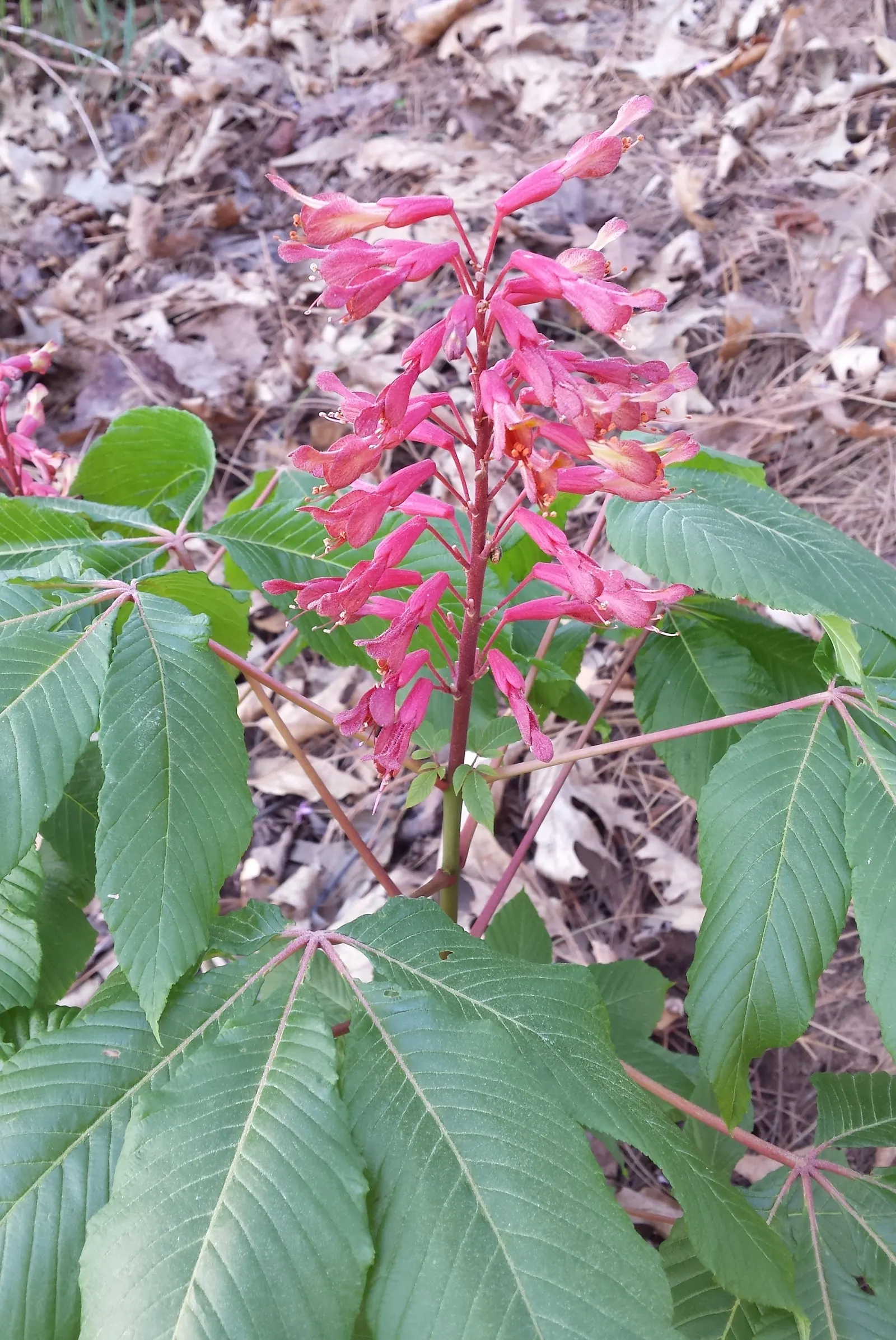 Red Buckeye (Aesculus Pavia) — It features showy, tubular red flowers, reaching up to 4 inches, that attract hummingbirds in spring