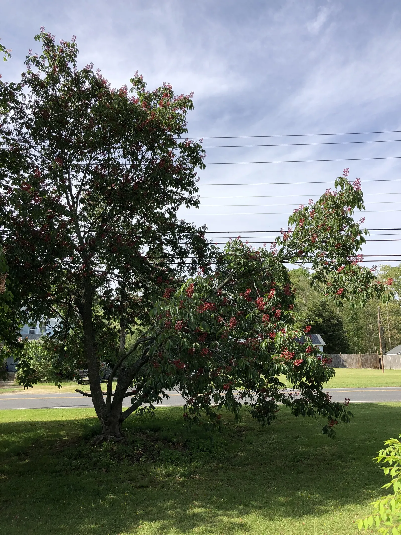 Red Buckeye (Aesculus Pavia) — dark green foliage that spans roughly 6 to 10 inches in width