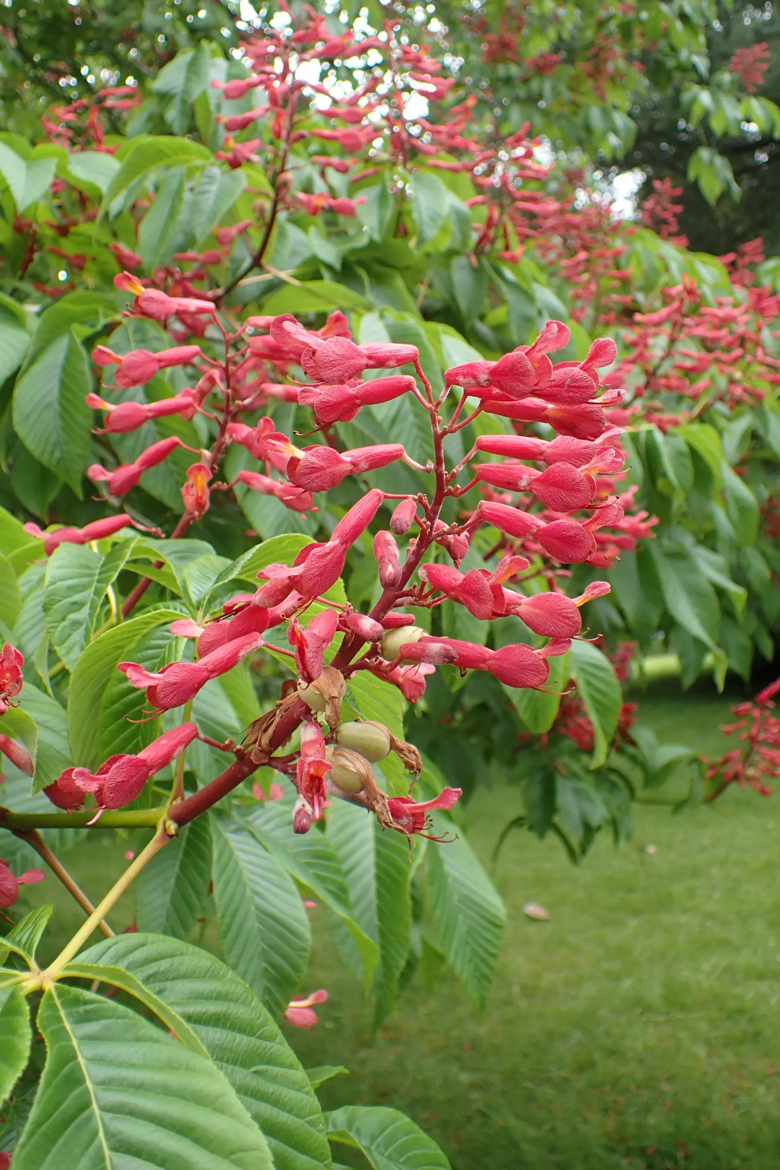 Red Buckeye (Aesculus Pavia) — scientifically recognized as Aesculus pavia
