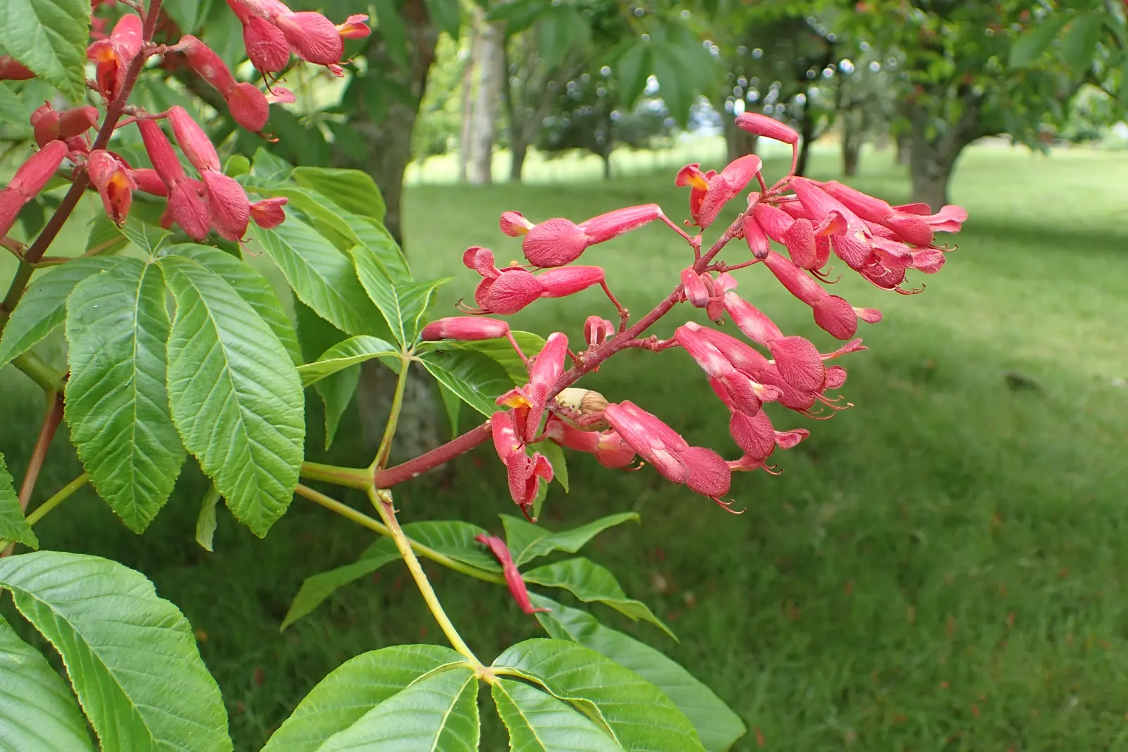 Red Buckeye (Aesculus Pavia) — Plant in USDA zones 4-8 for a striking spring display and textured foliage