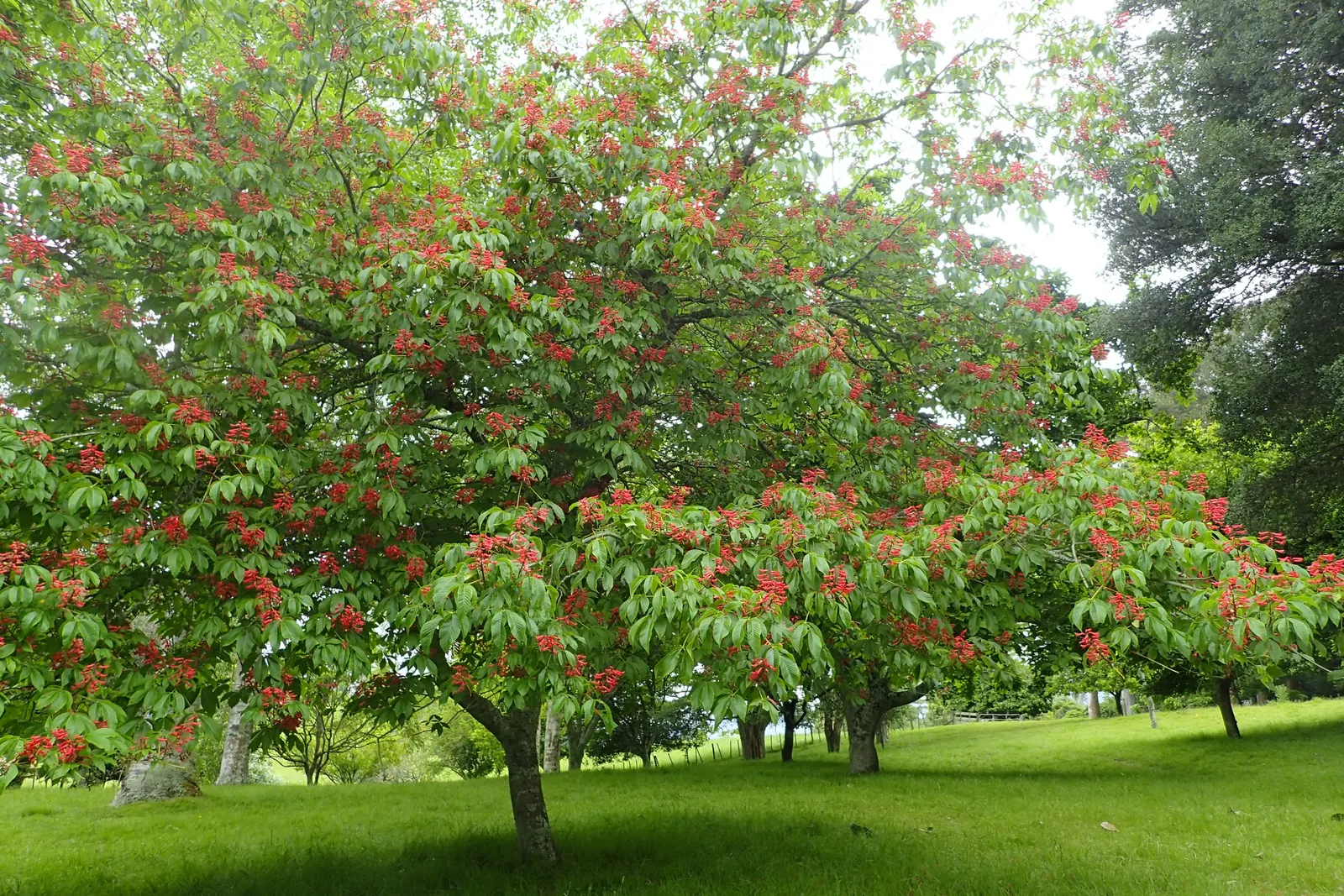 Red Buckeye (Aesculus Pavia) — is a charismatic deciduous shrub or small tree prized for its spectacular spring blooms