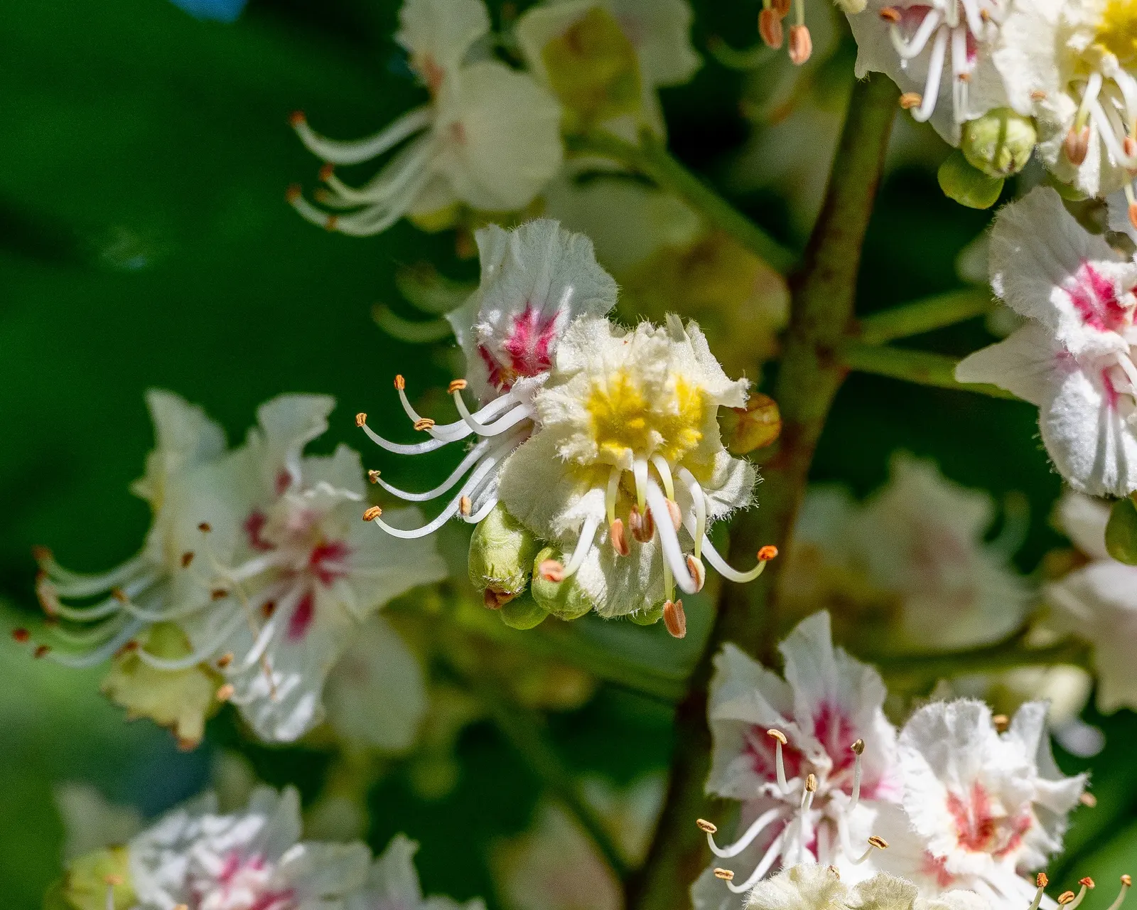 Red Buckeye (Aesculus Pavia) — Prefers well-drained soil and partial shade to full sun