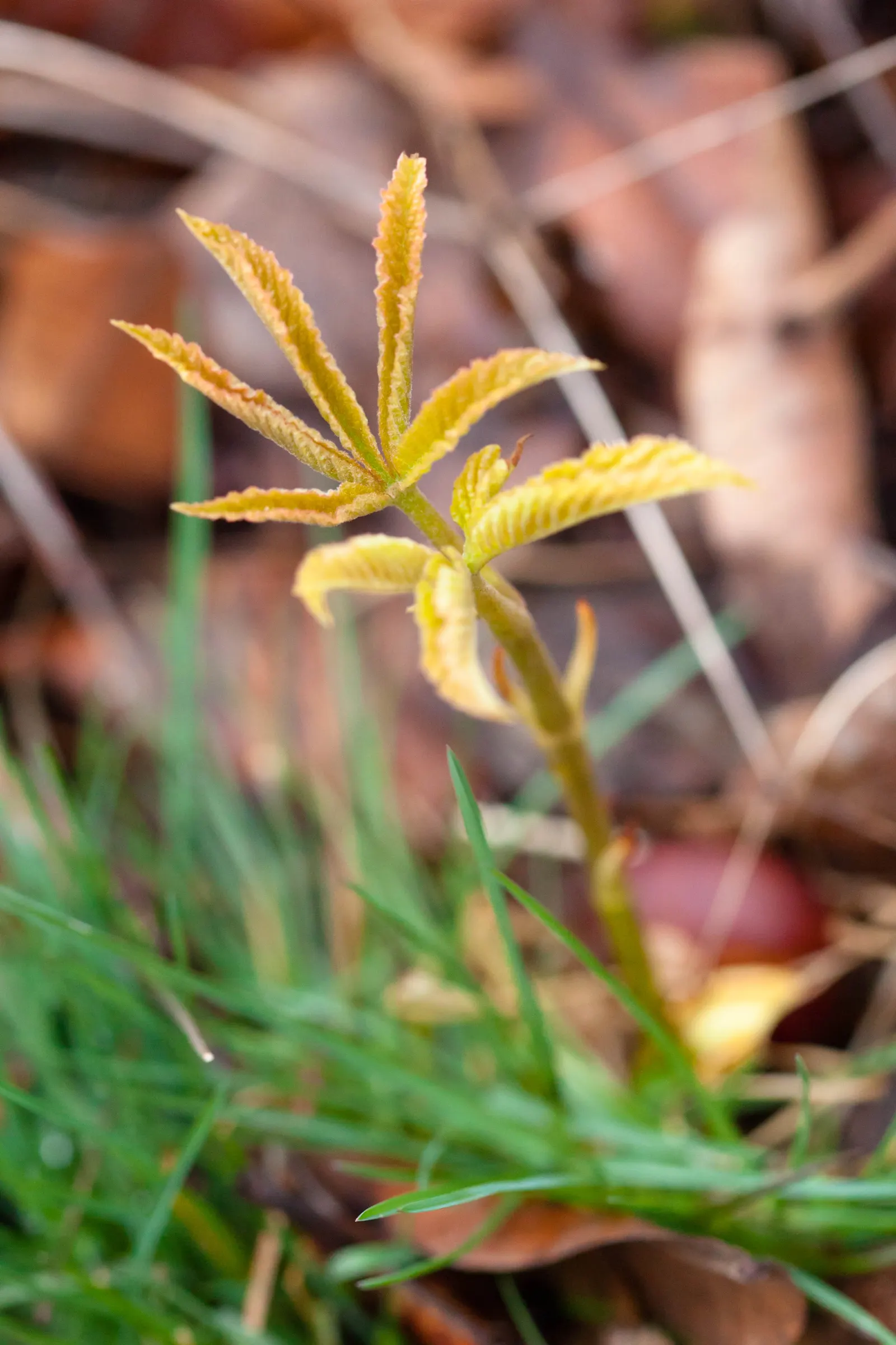 Red Buckeye (Aesculus Pavia) — and other pollinators.<br><br>This plant prefers moist