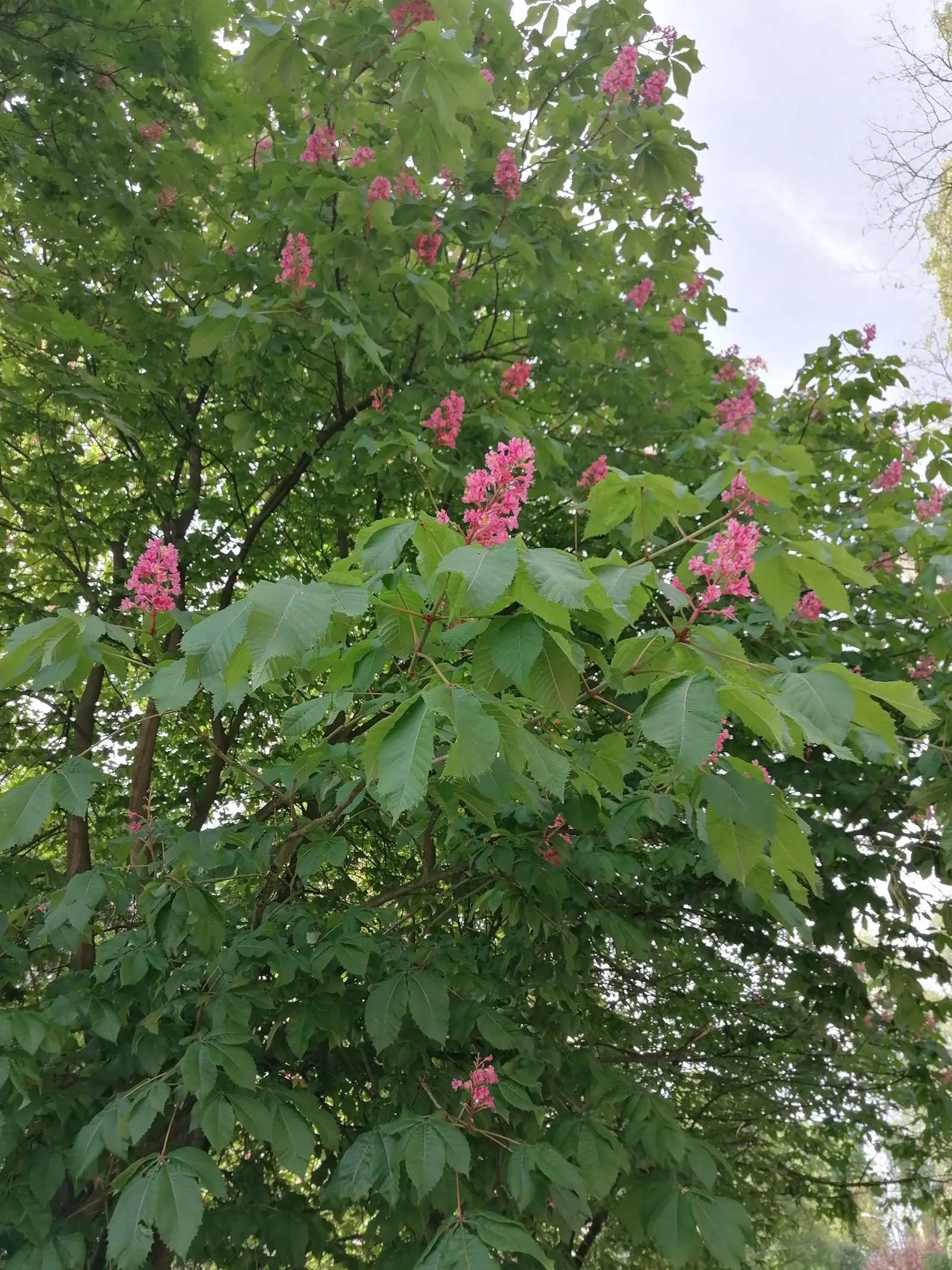 Red Buckeye (Aesculus Pavia) — usually around April to May