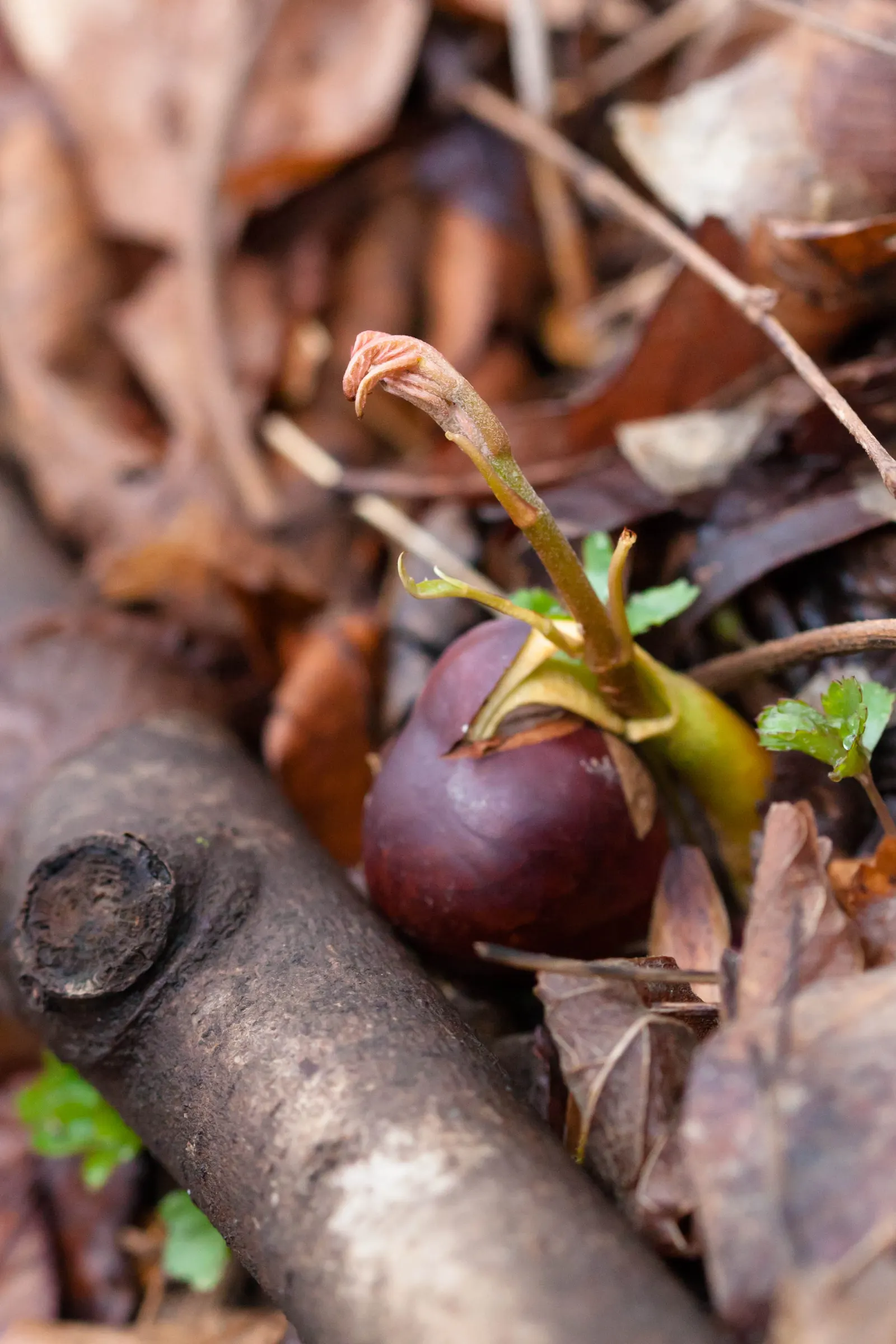 Red Buckeye (Aesculus Pavia) — which can extend up to 4 to 8 inches in length