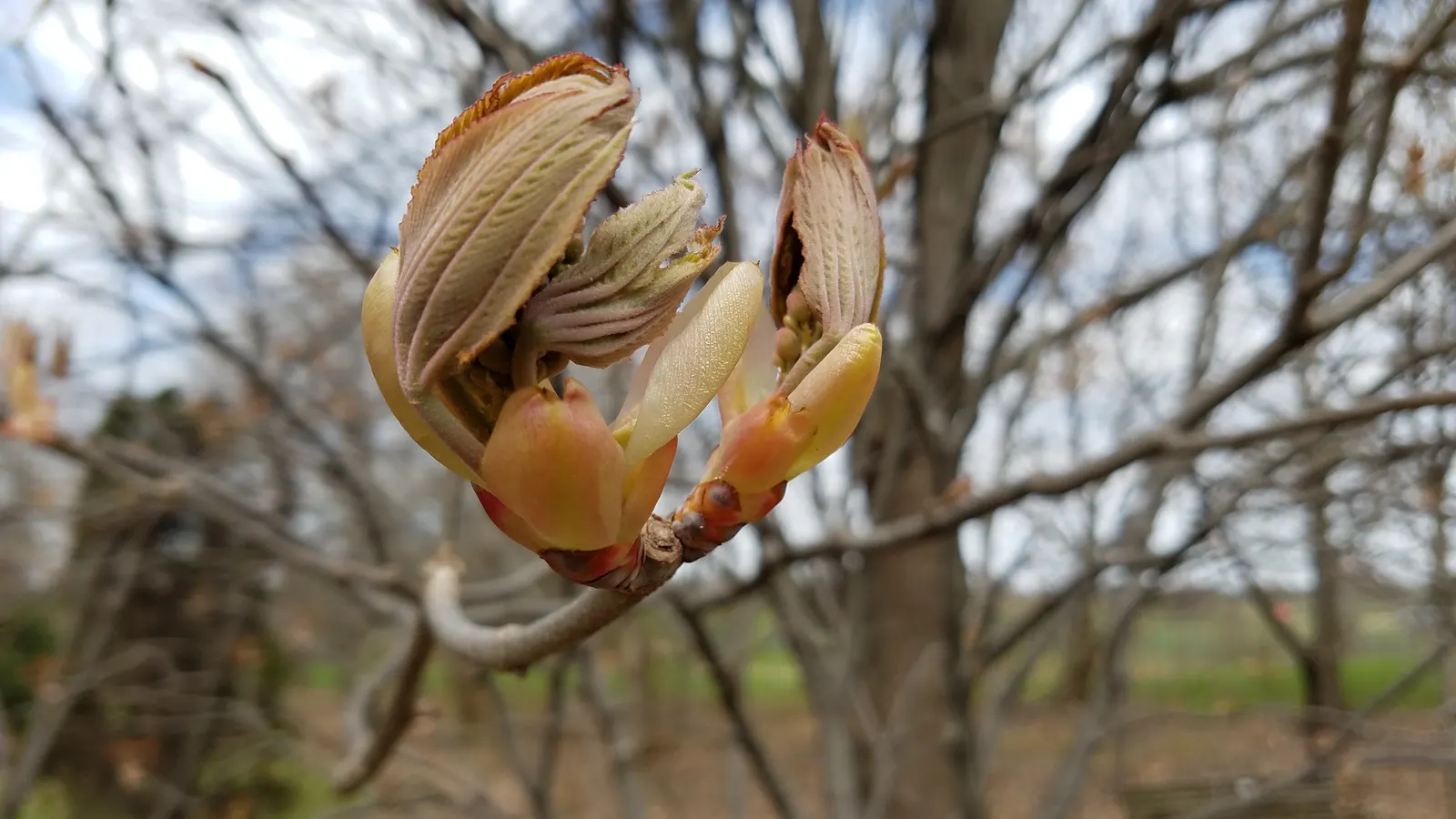 Red Buckeye (Aesculus Pavia) — It typically achieves a height of 12 to 15 feet