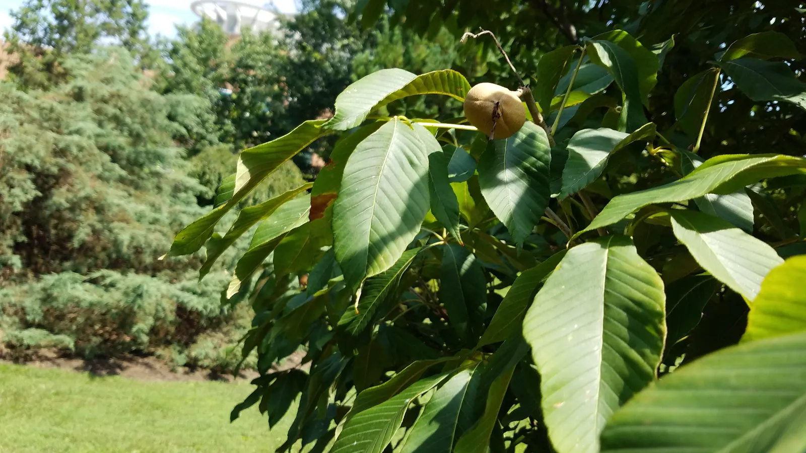 Red Buckeye (Aesculus Pavia) — typically growing 12-15 feet high and wide