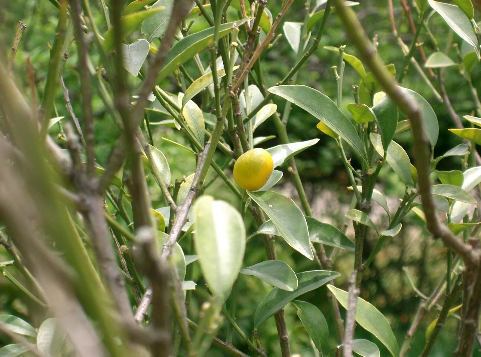 Kumquat (Citrus Dwarf Kumquat) — providing sensory appeal and attracting pollinators