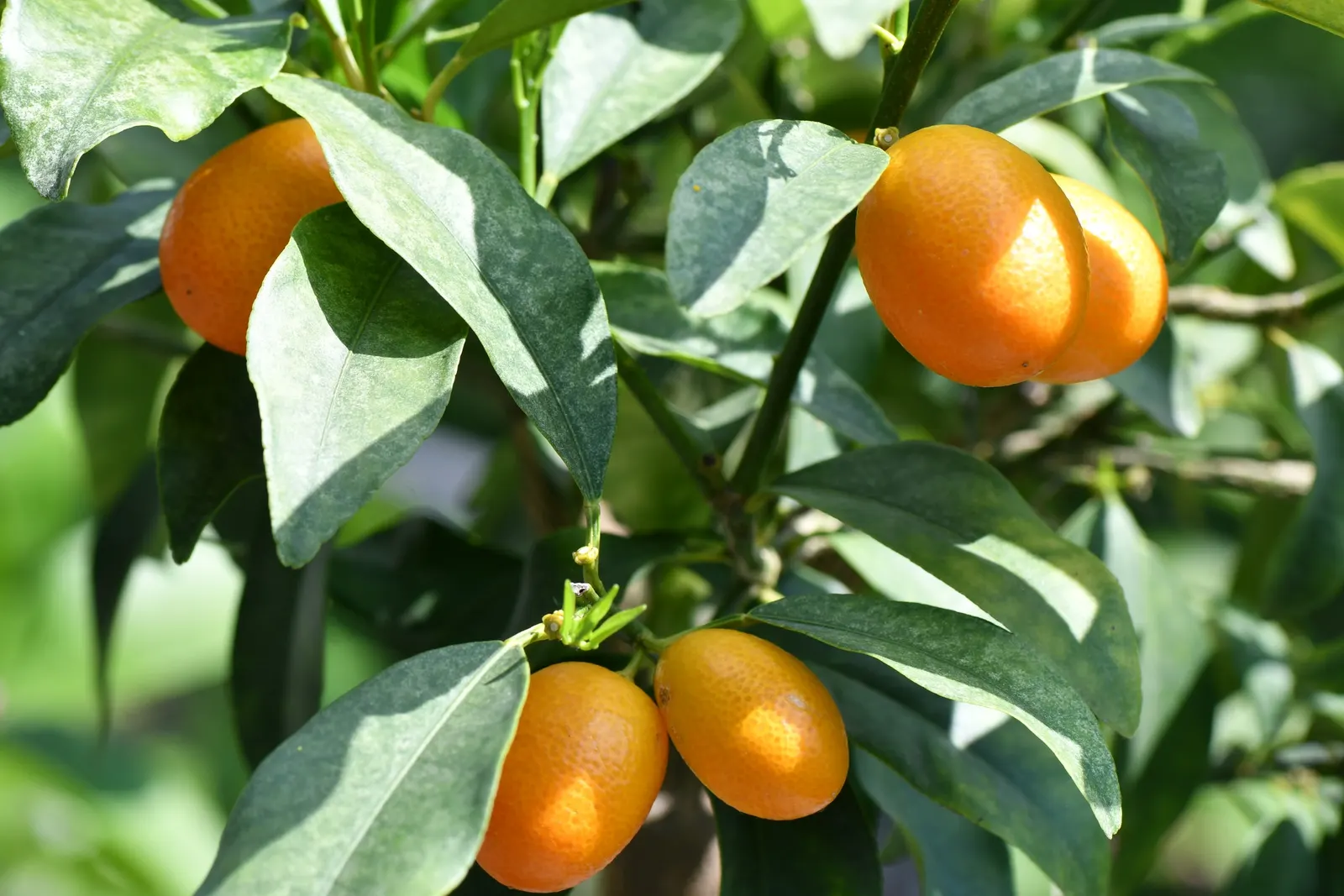 Kumquat (Citrus Dwarf Kumquat) — Perfect for containers or as a garden accent