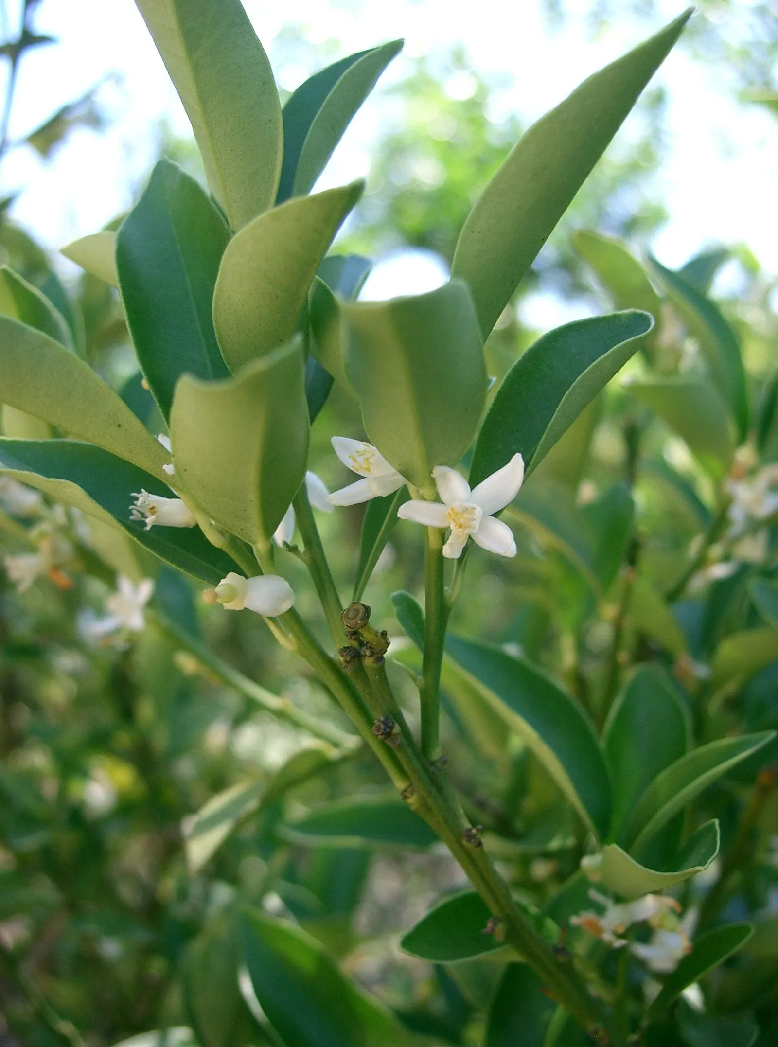 Kumquat (Citrus Dwarf Kumquat) — is a pint-sized citrus gem ideal for a landscape design seeking to incorporate edible