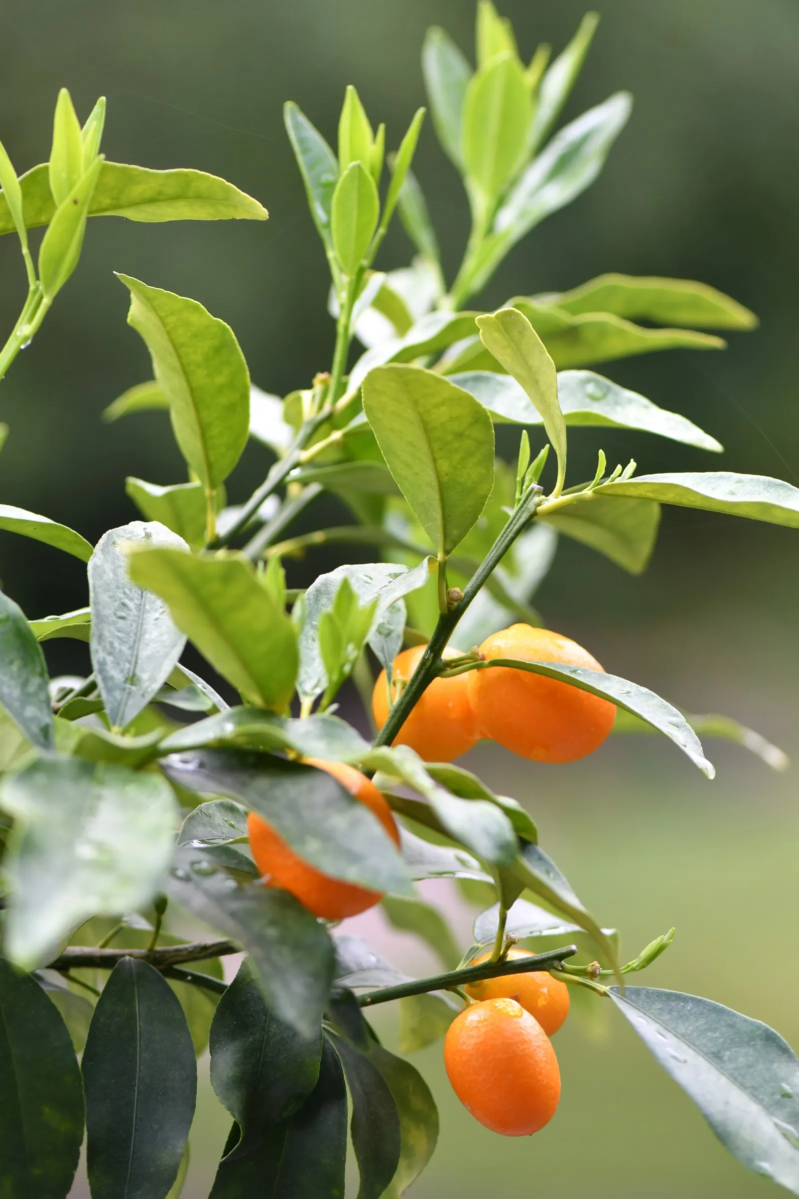 Kumquat (Citrus Dwarf Kumquat) — Thriving in zones 8-11, it prefers full sun and well-drained soil