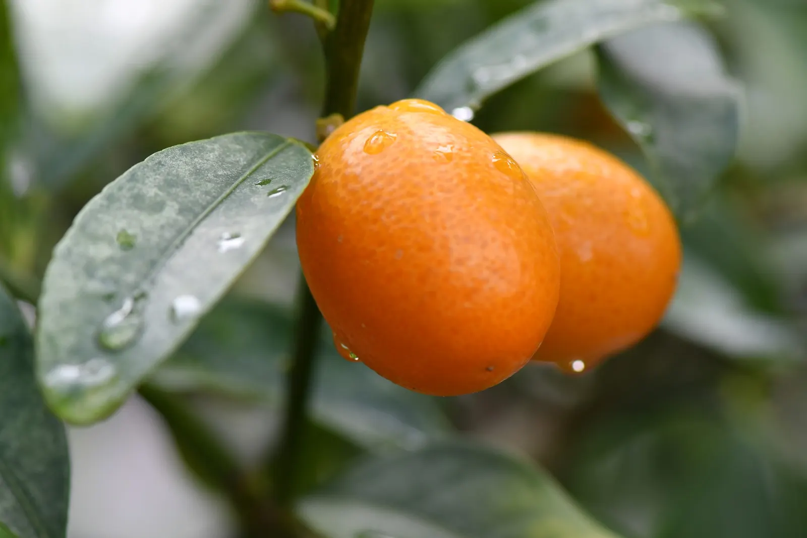 Kumquat (Citrus Dwarf Kumquat) — The Citrus Dwarf Kumquat (Fortunella spp.)