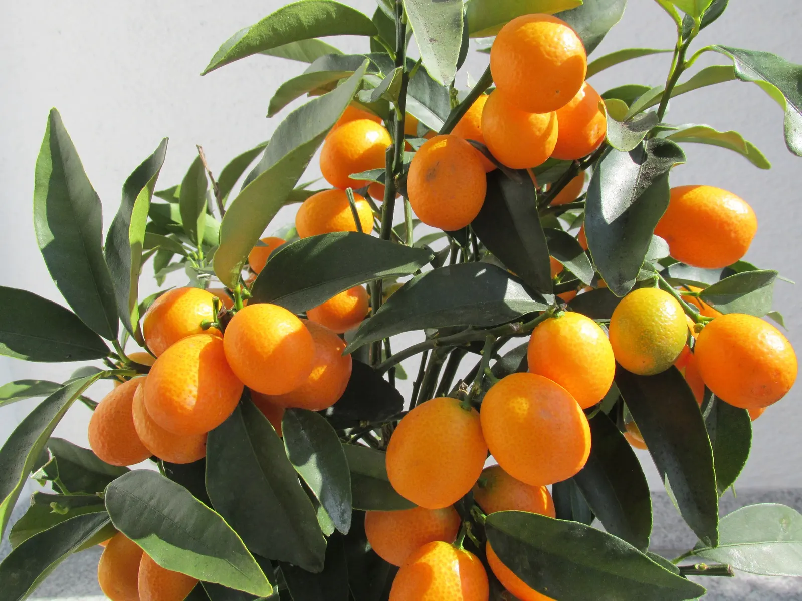 Kumquat (Citrus Dwarf Kumquat) — It requires well-draining soil