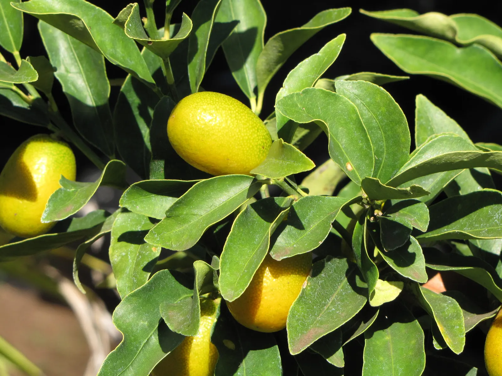 Kumquat (Citrus Dwarf Kumquat) — Kumquat (Citrus japonica)
