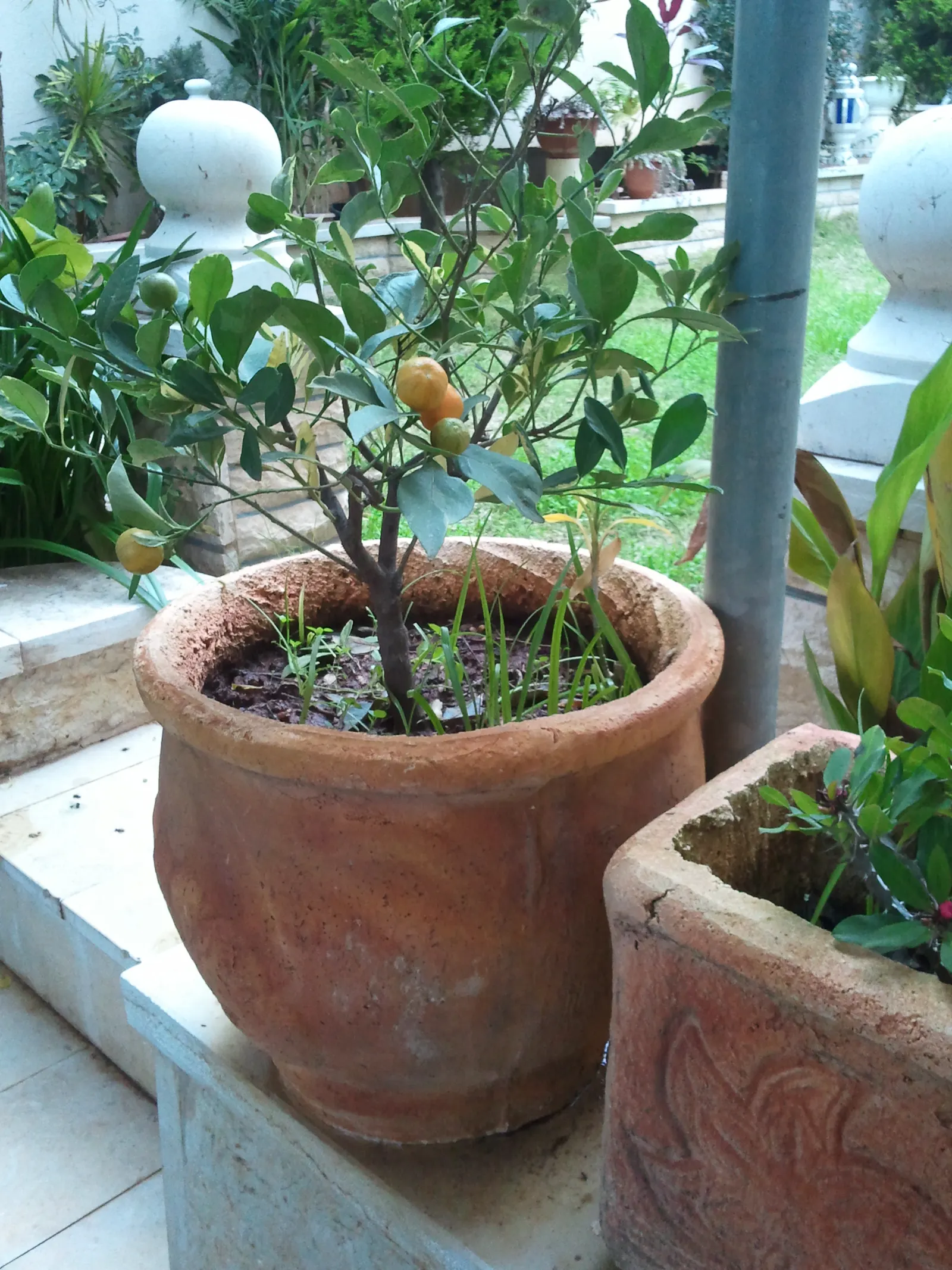 Kumquat (Citrus Dwarf Kumquat) — Being moderately salt-tolerant