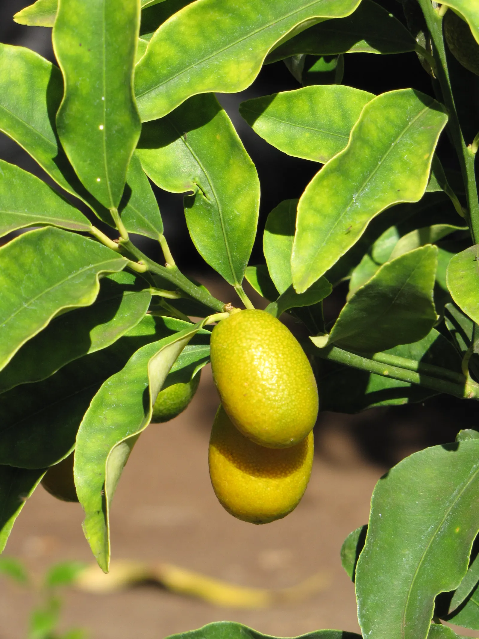 Kumquat (Citrus Dwarf Kumquat) — about 1-2 inches in diameter