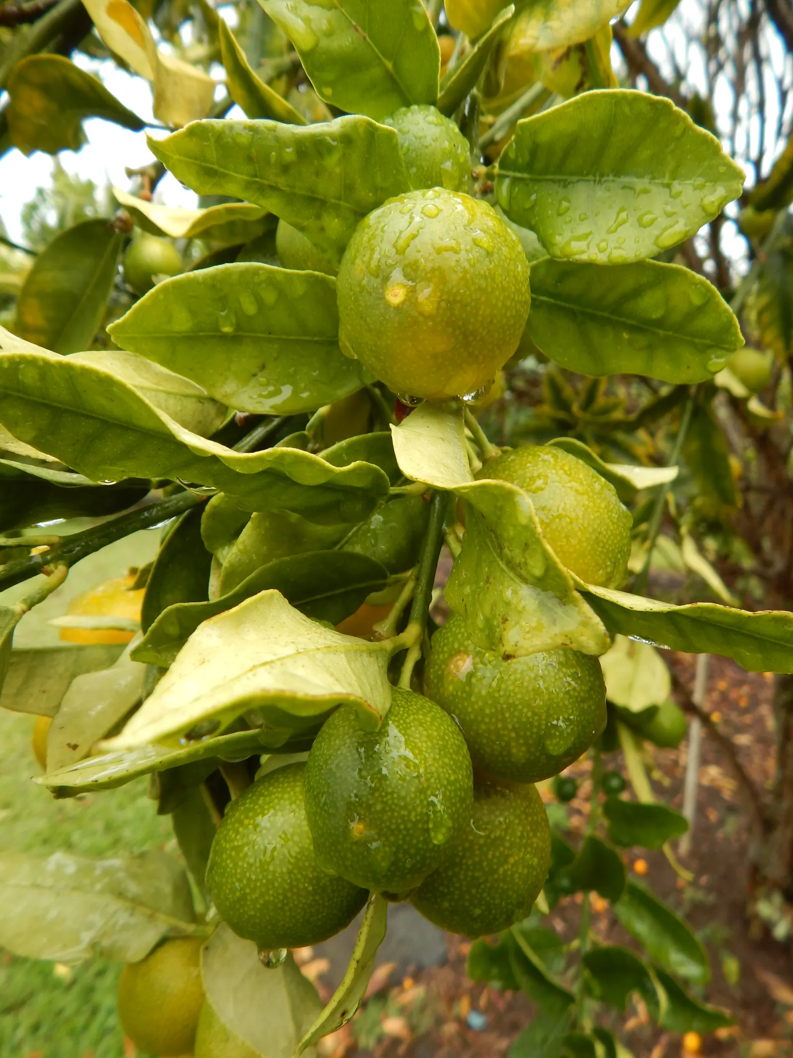 Kumquat (Citrus Dwarf Kumquat) — measuring about 1 to 2 inches in length
