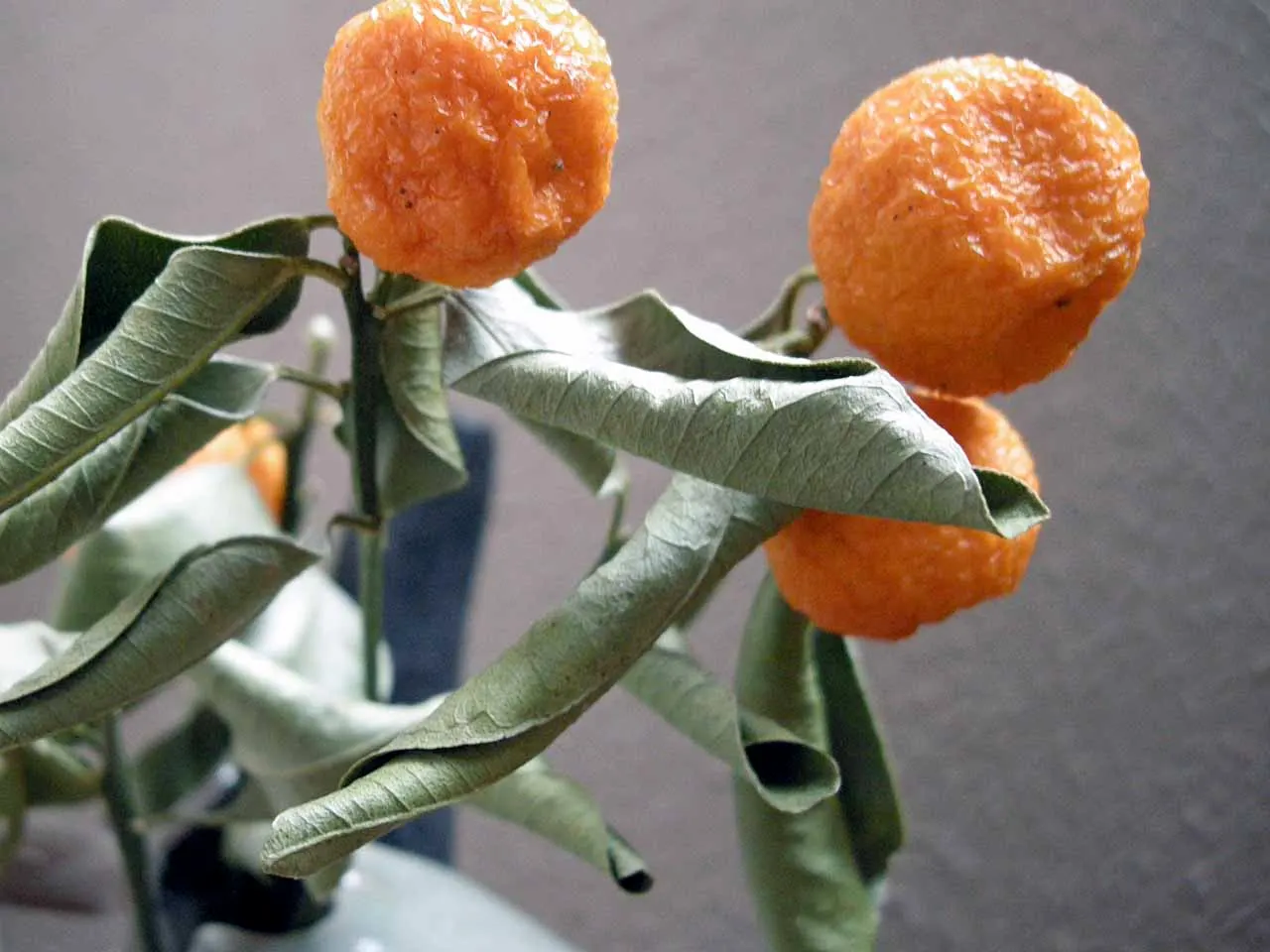 Kumquat (Citrus Dwarf Kumquat) — Spring brings a profusion of sweetly fragrant white flowers