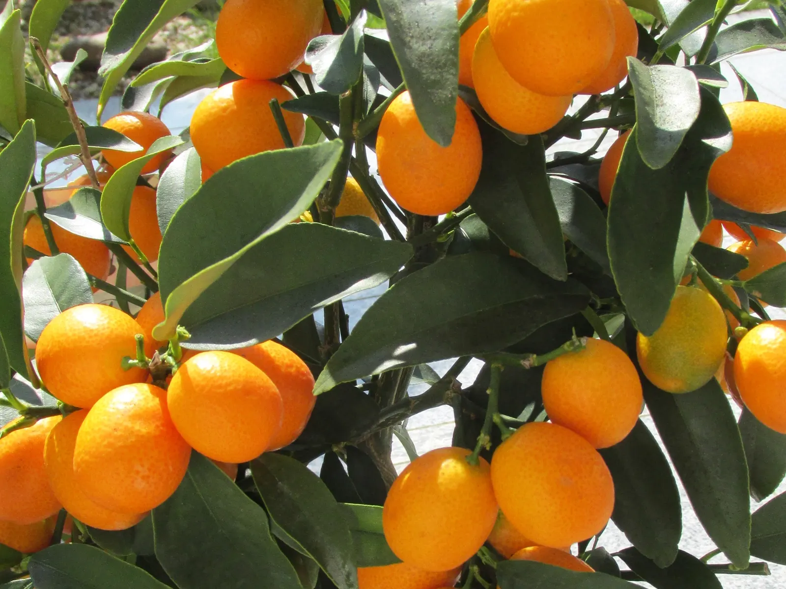 Kumquat (Citrus Dwarf Kumquat) — it can be considered for coastal areas