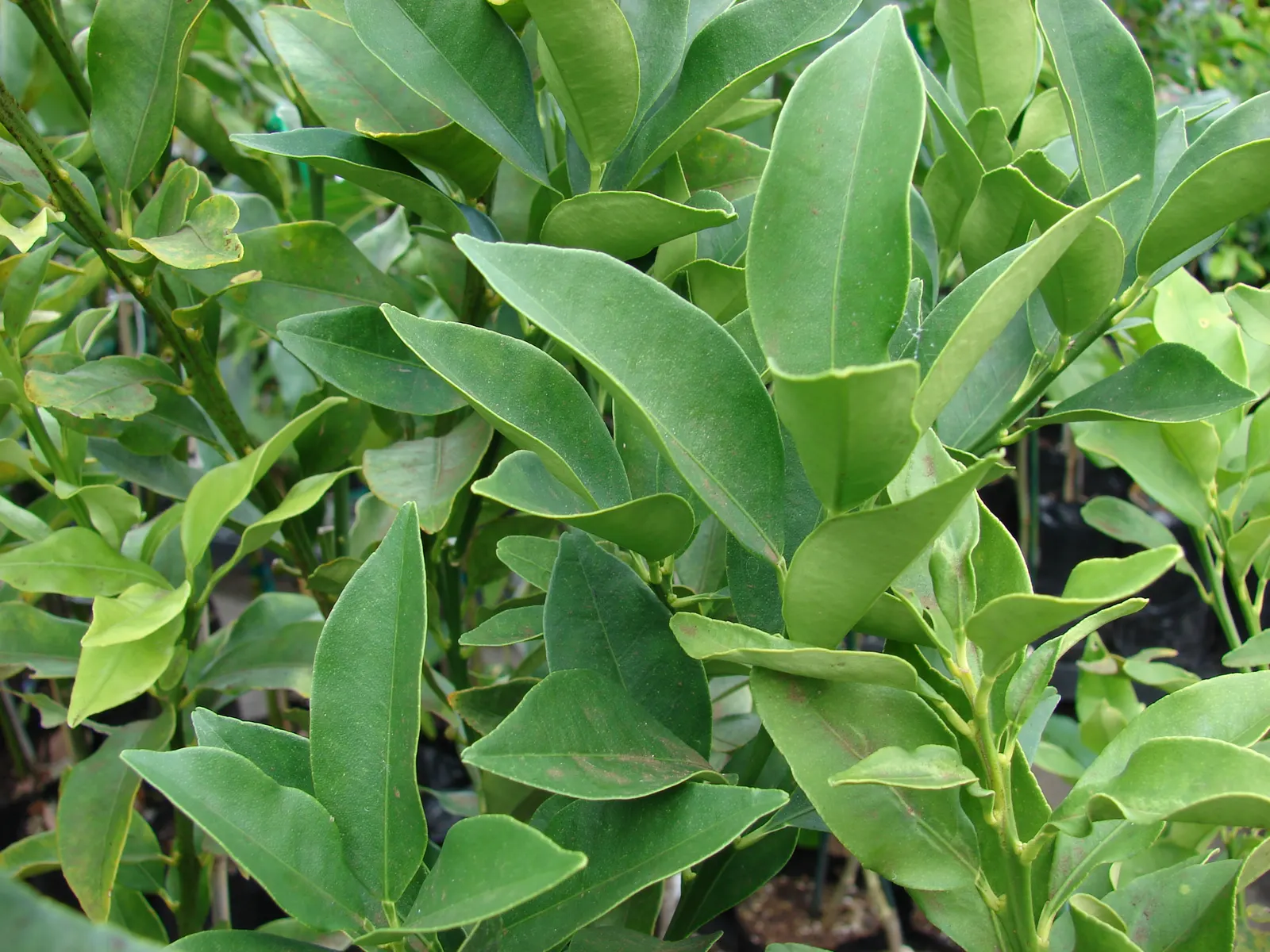 Kumquat (Citrus Dwarf Kumquat) — and benefits from fertilization formulated for citrus trees