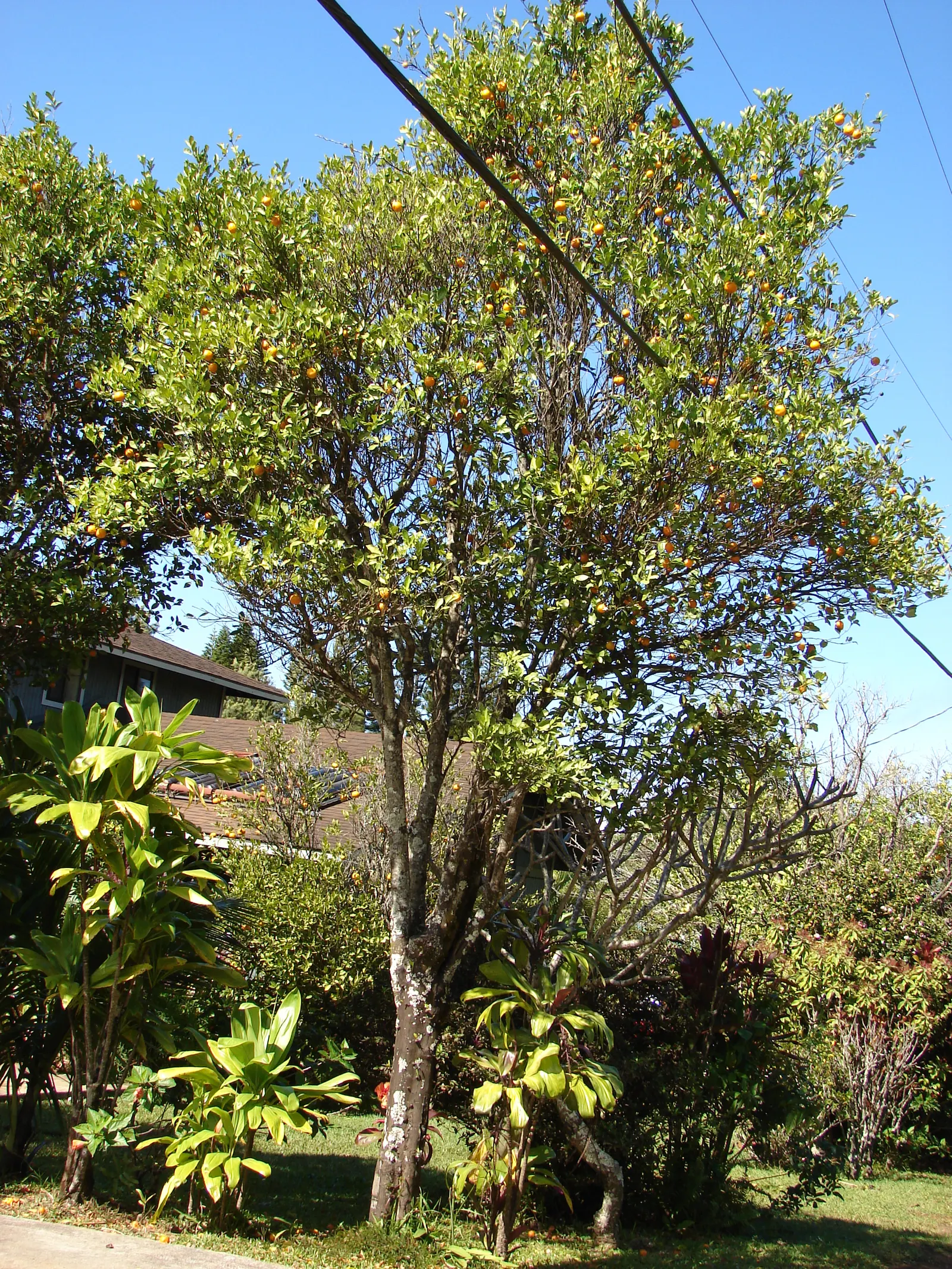 Kumquat (Citrus Dwarf Kumquat) — As a member of the Rutaceae family