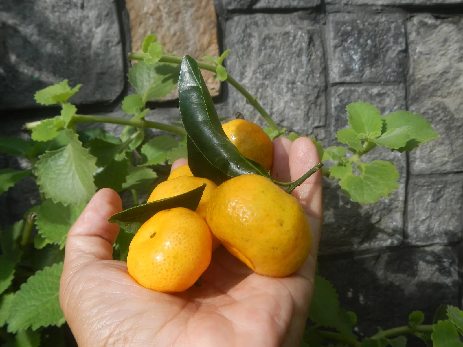 Kumquat (Citrus Dwarf Kumquat) — which serves as an evergreen backdrop year-round